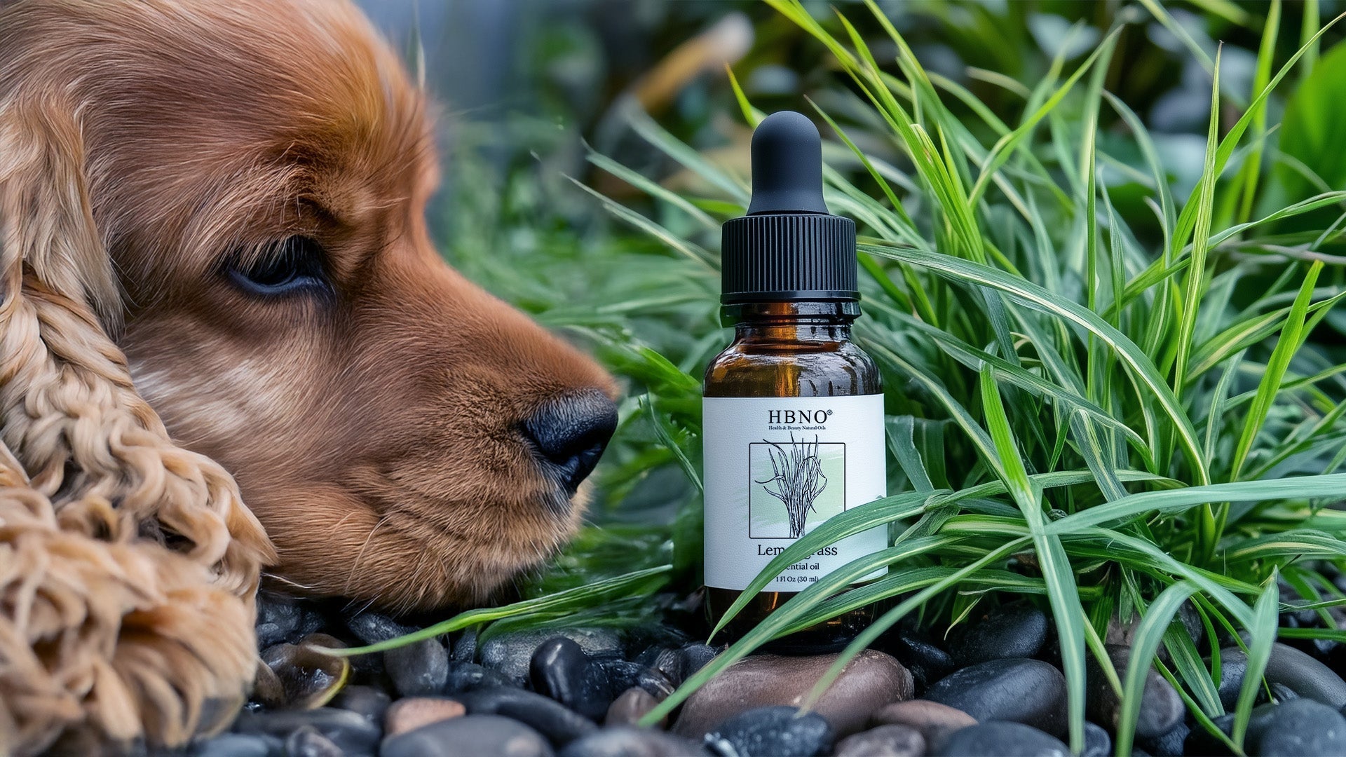Lemongrass Oil for Dogs: Uses and Safety Tips