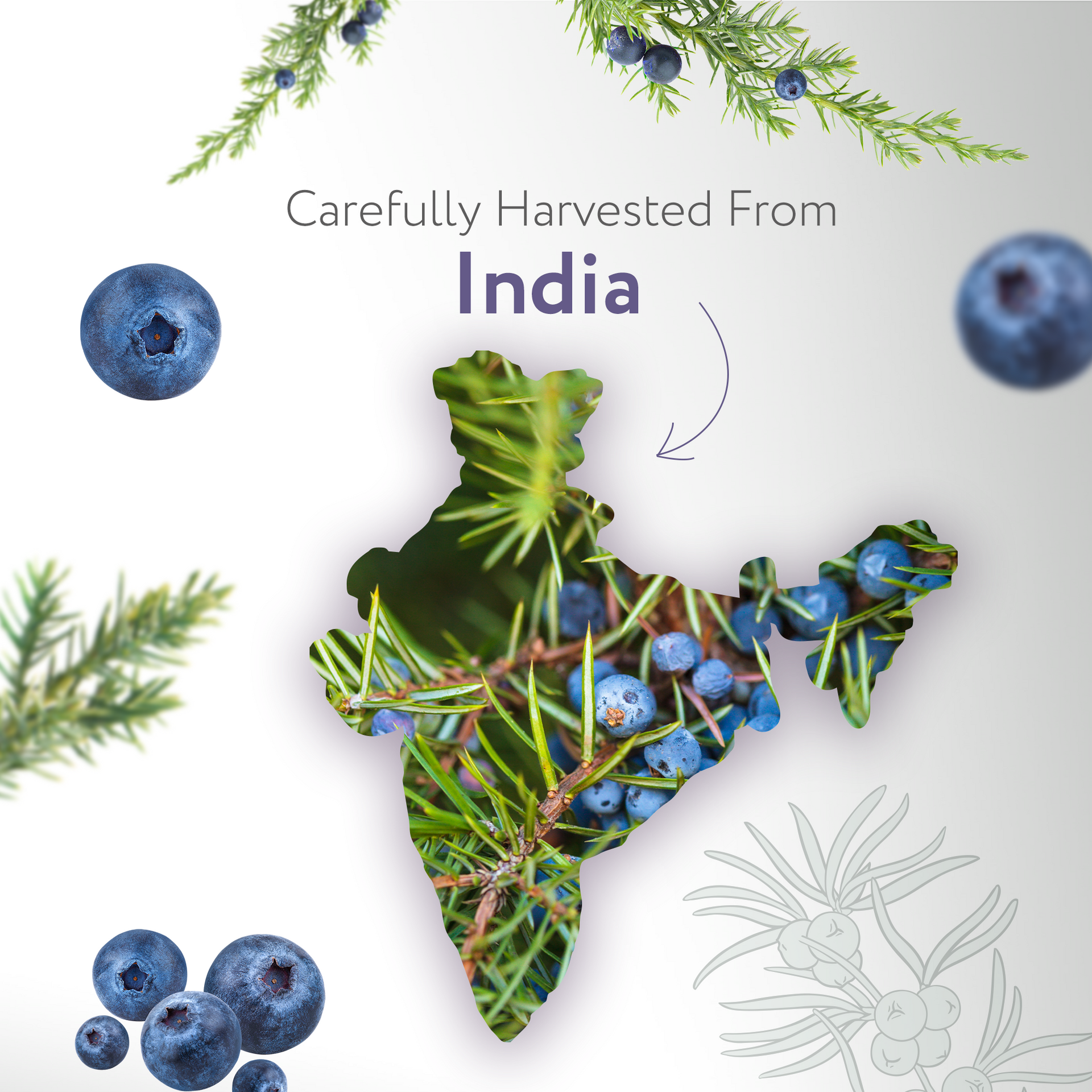 Juniper Berry Essential Oil