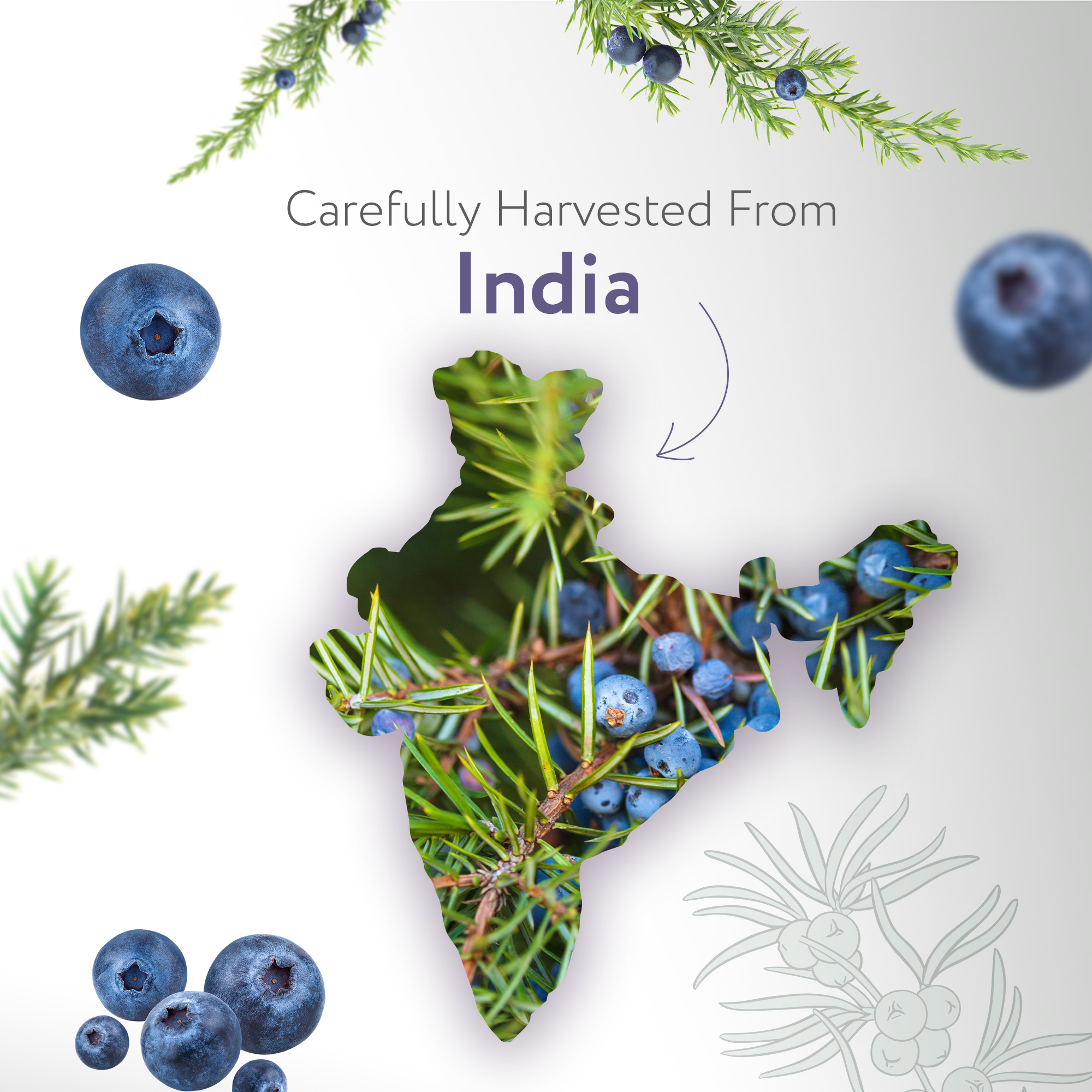Juniper Berry Essential Oil