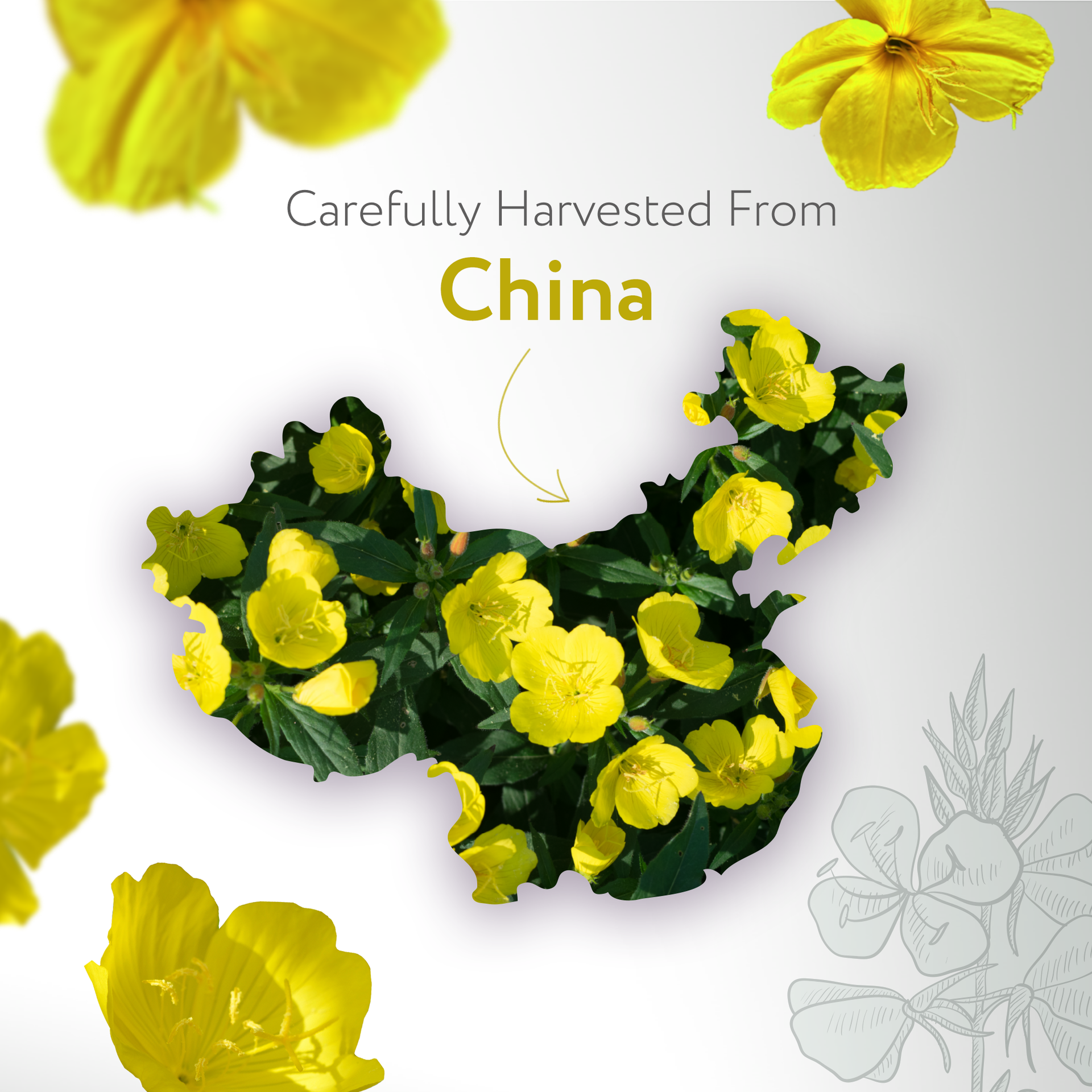 Evening Primrose Carrier Oil Organic