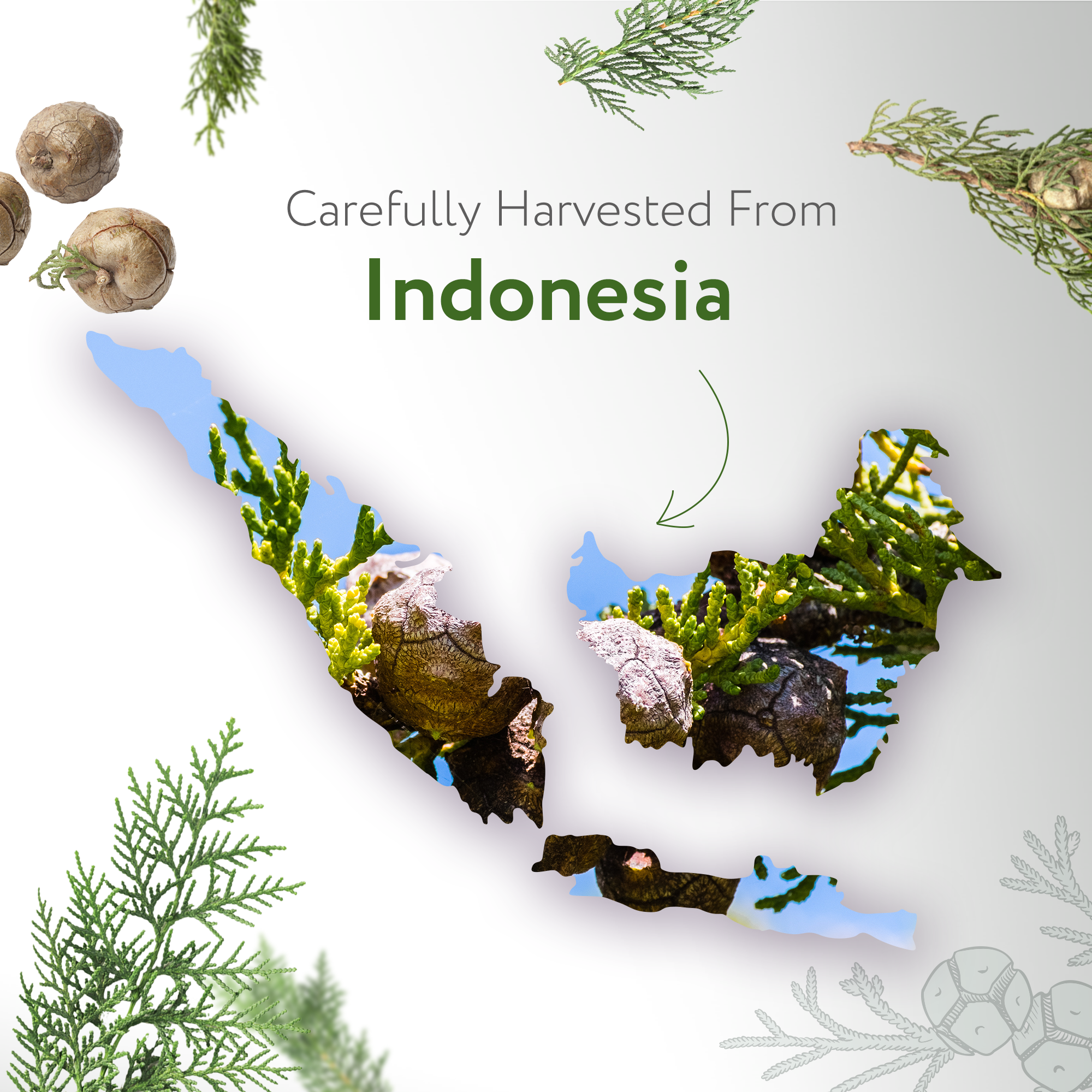 Cypress Essential Oil