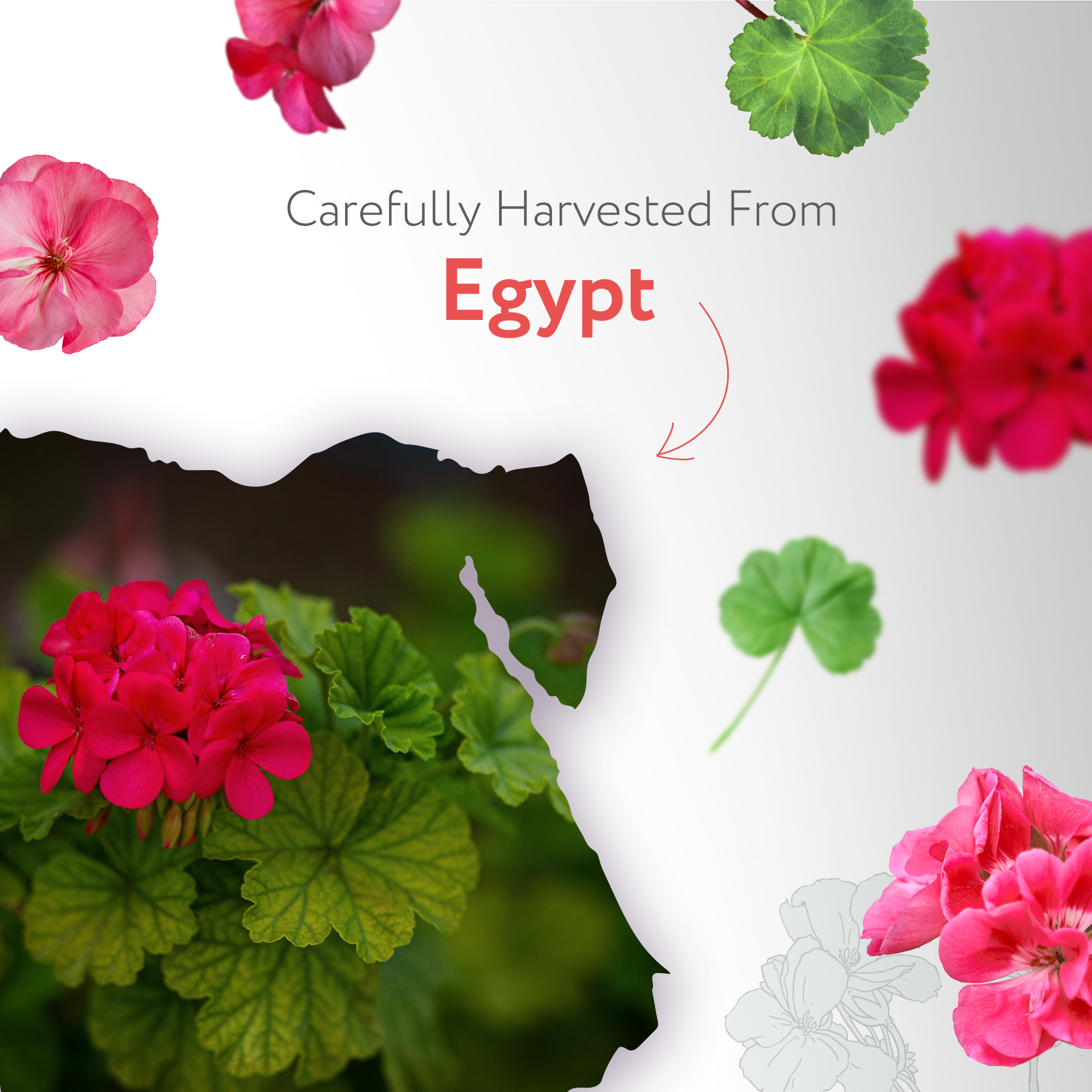 Geranium Essential Oil Organic