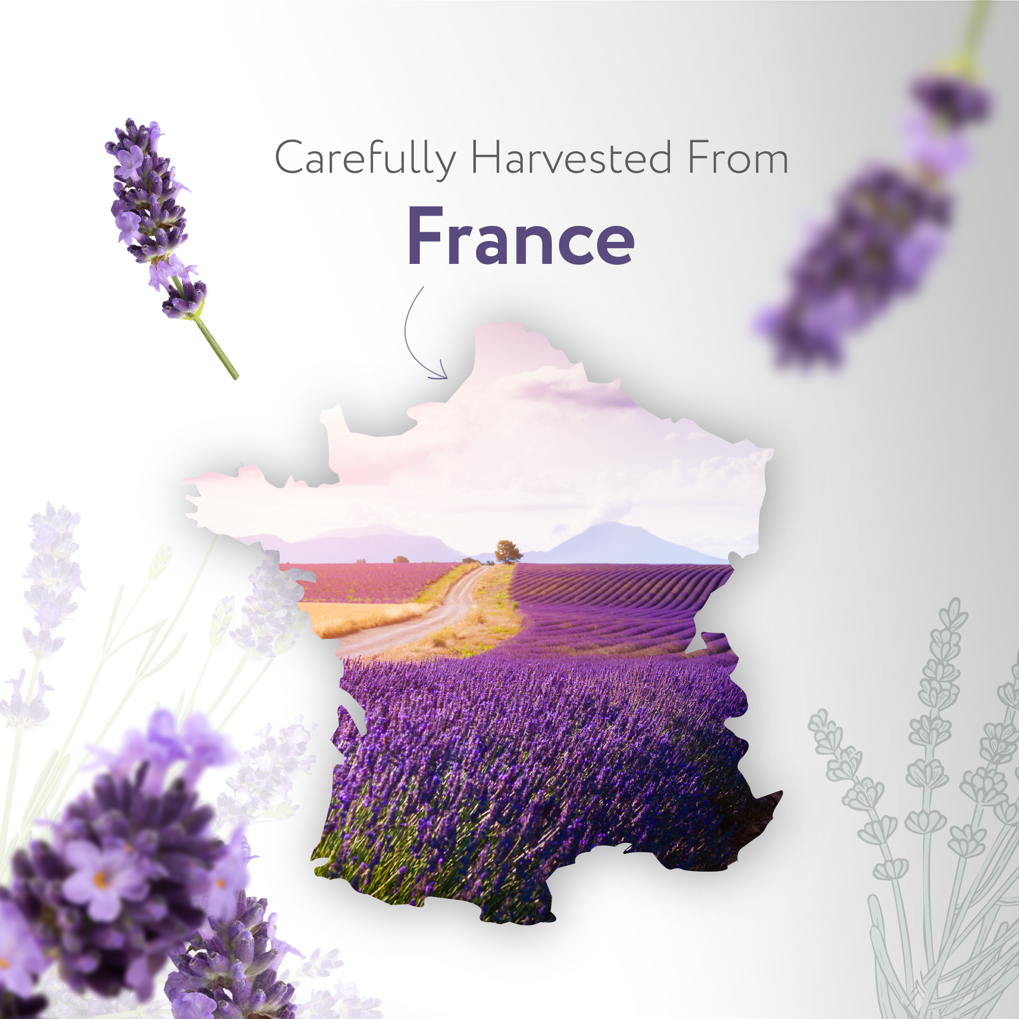 Lavandin Dutch Lavender Essential Oil