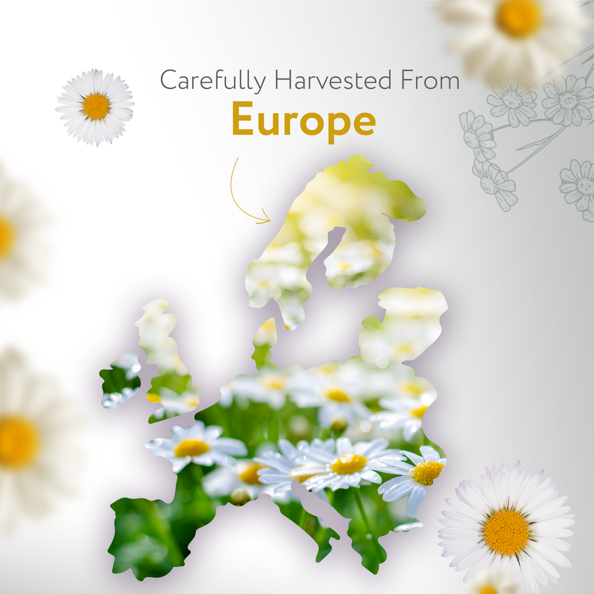 Roman Chamomile Essential Oil
