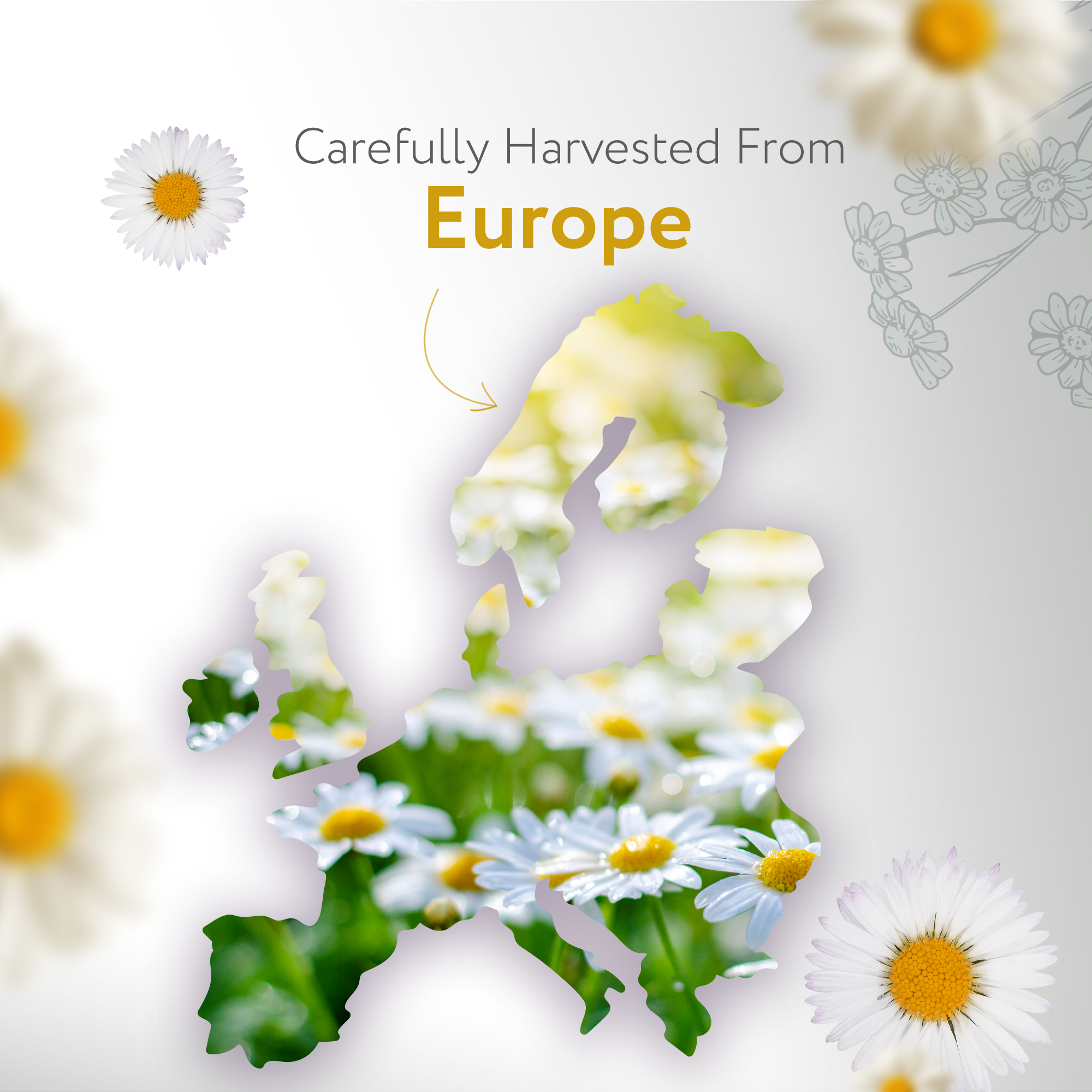 Roman Chamomile Essential Oil