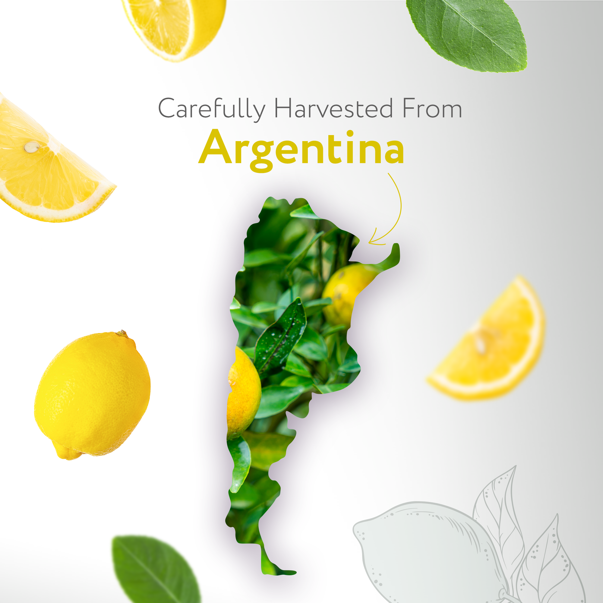 Lemon Essential Oil Organic
