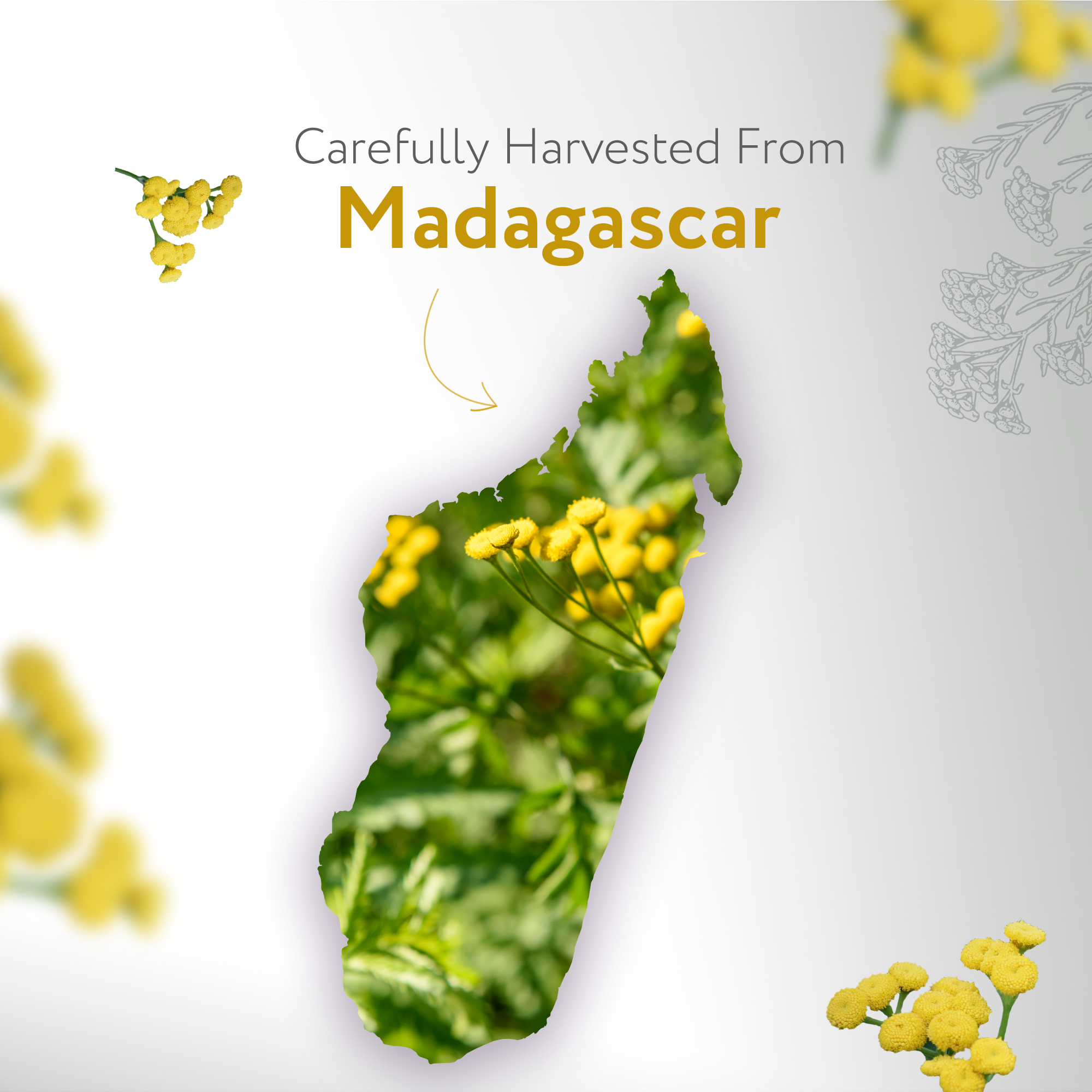 Helichrysum Gymnocephalum Essential Oil