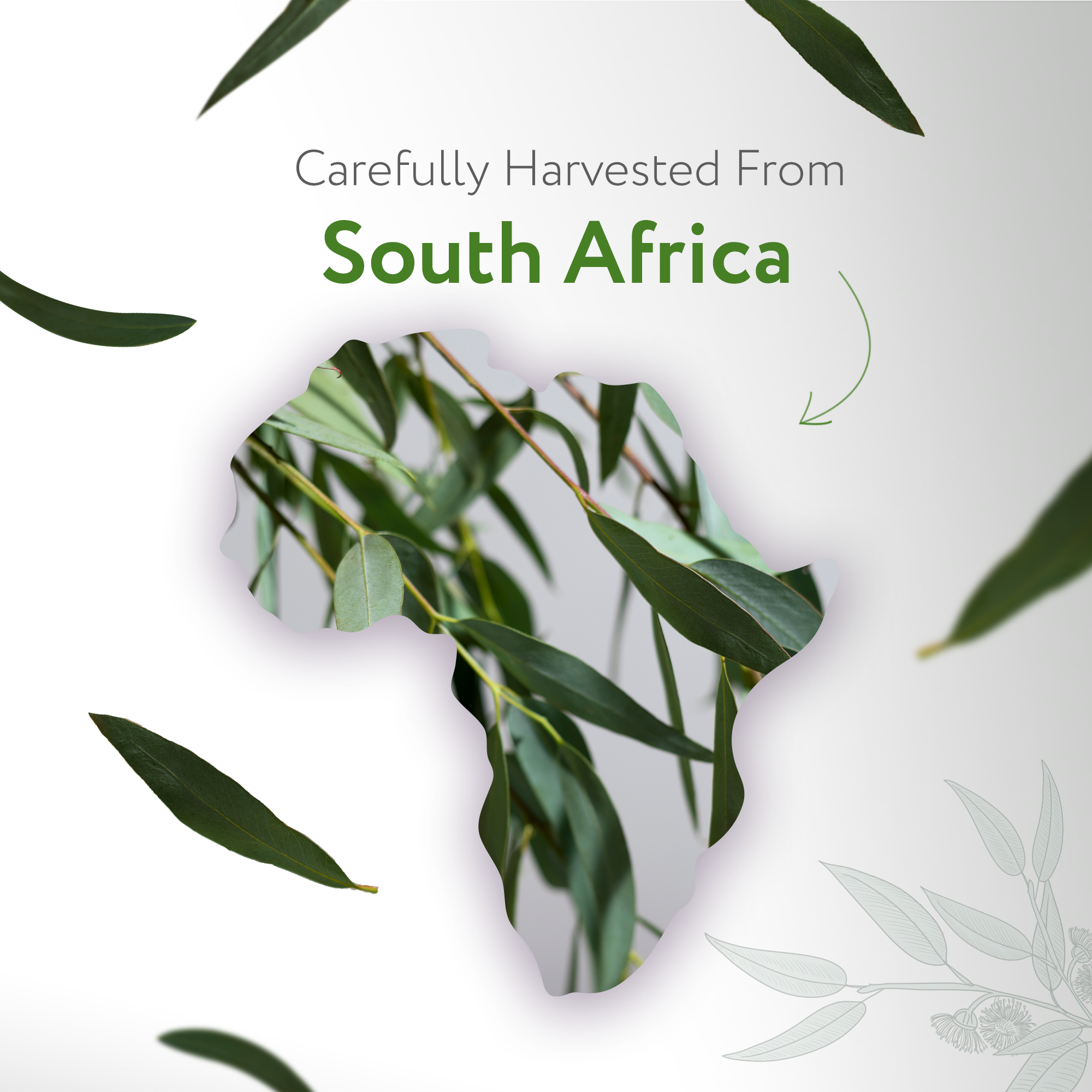 Eucalyptus Radiata Essential Oil Organic