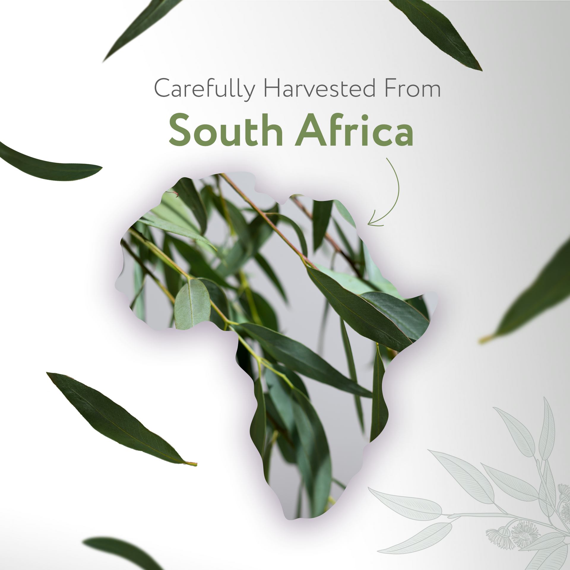 Eucalyptus Radiata Essential Oil Organic