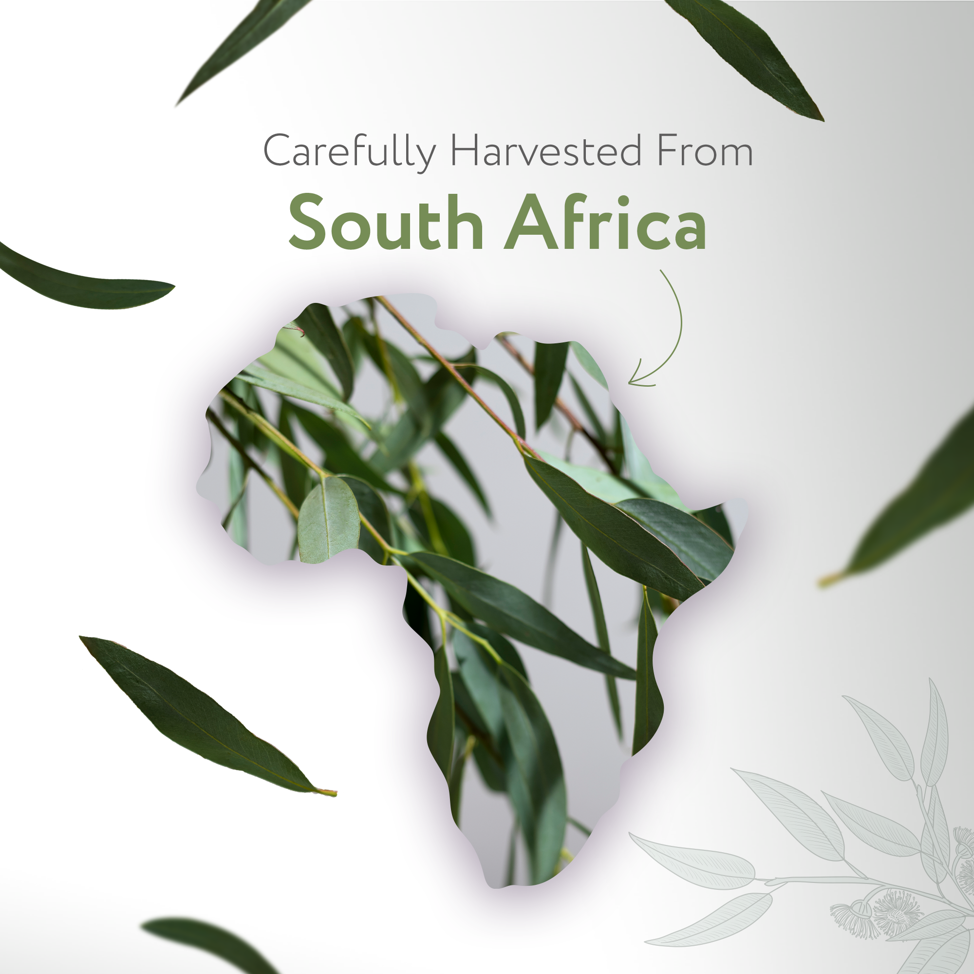 Eucalyptus Radiata Essential Oil Organic