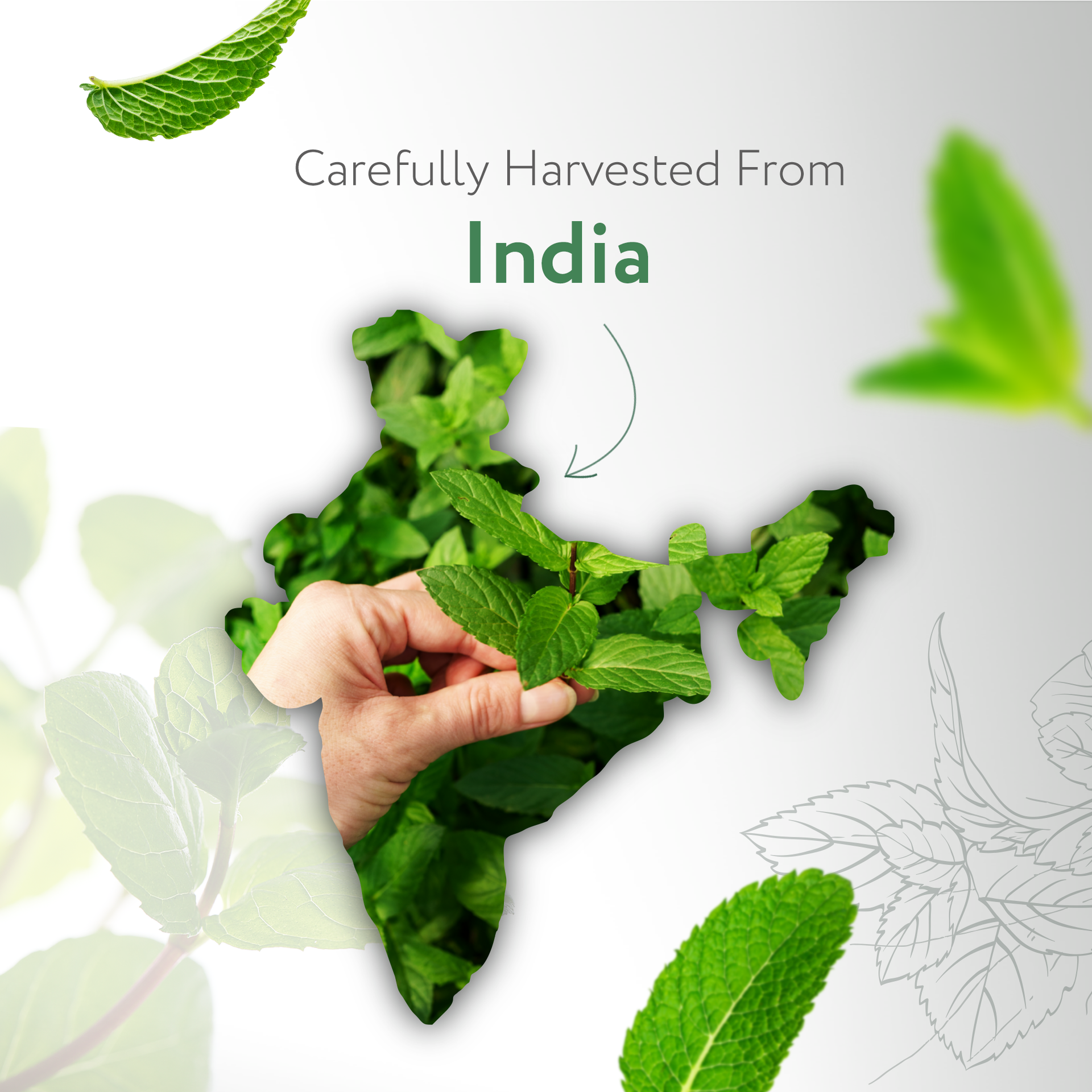 Peppermint Essential Oil Organic