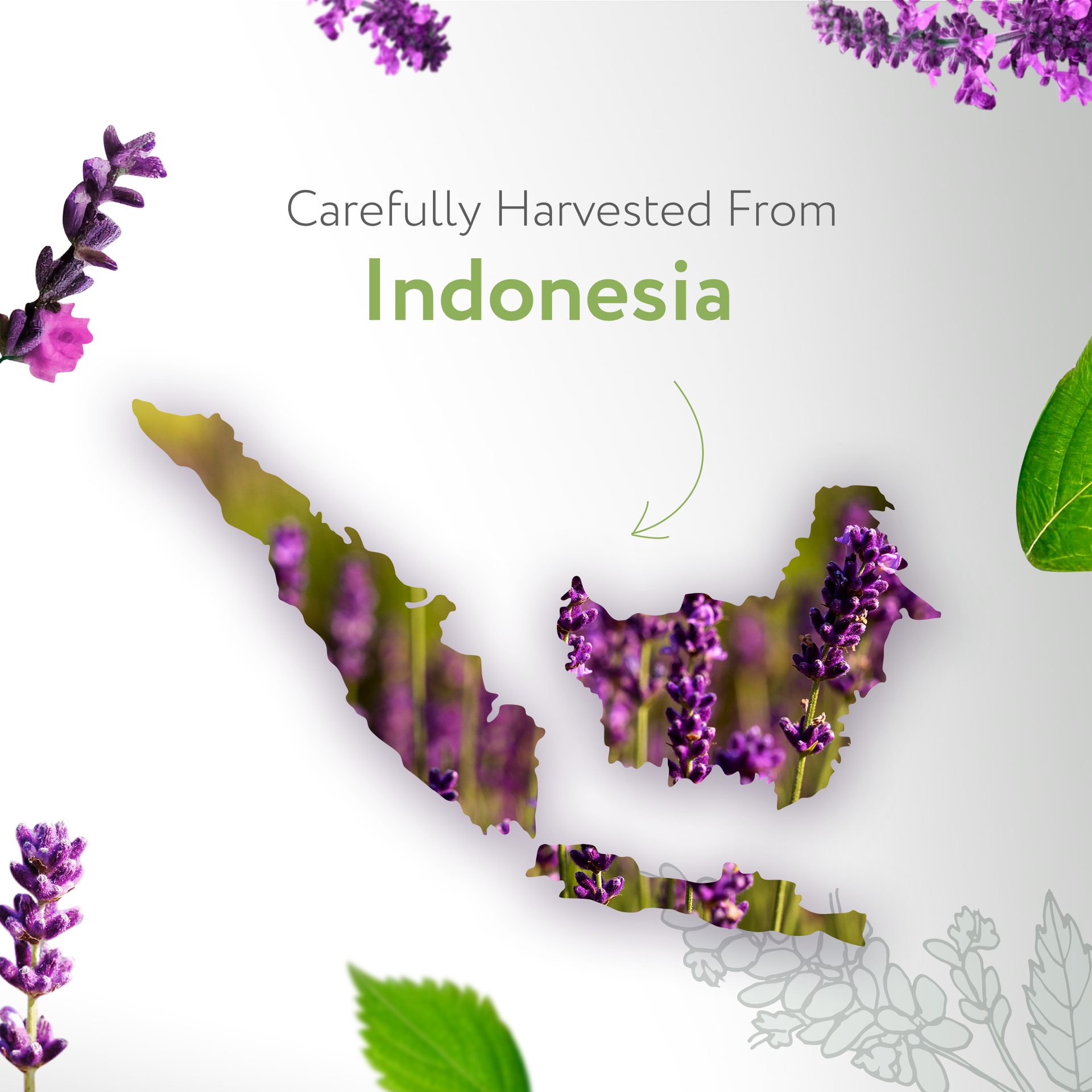 Patchouli Dark Essential Oil
