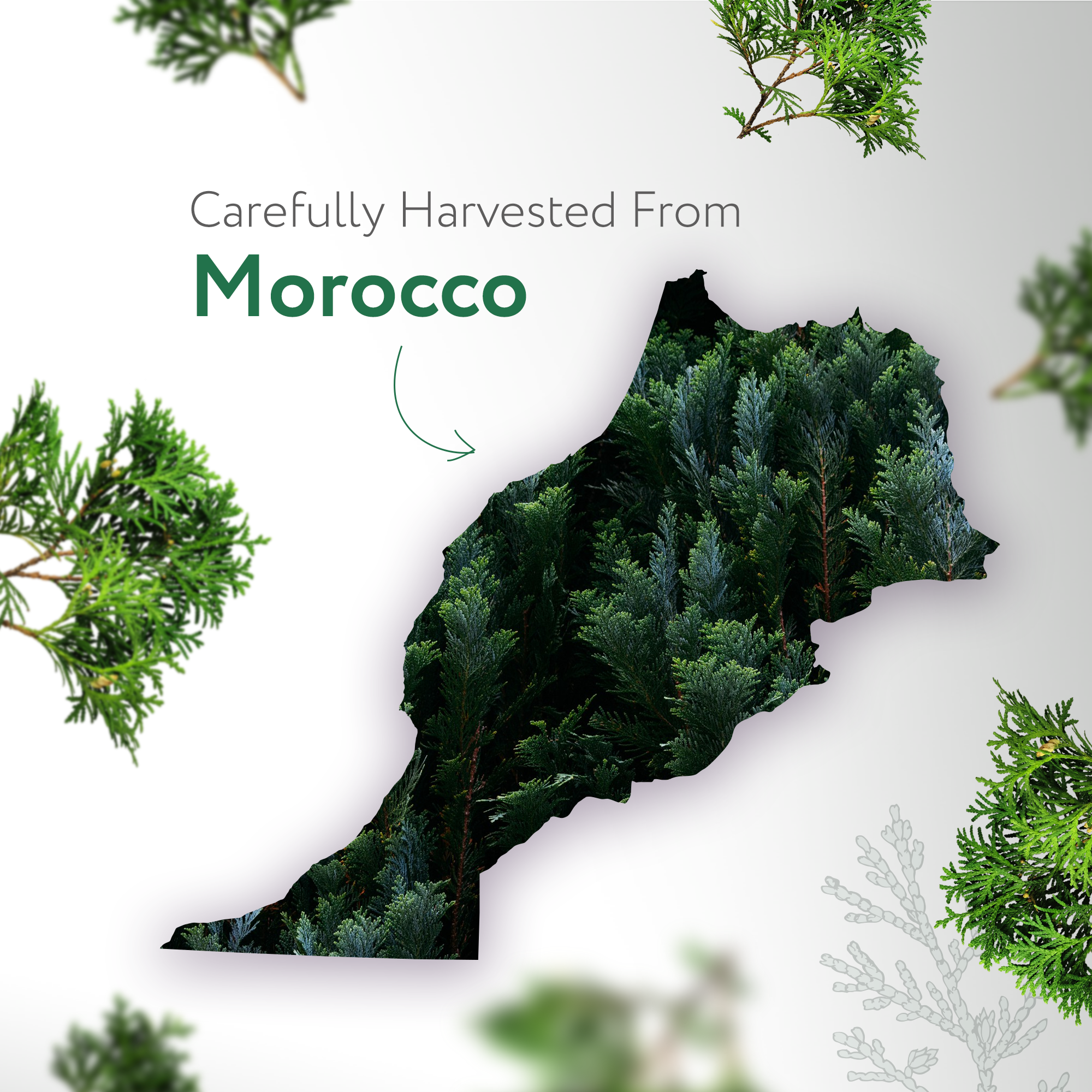 Cedarwood Atlas Essential Oil Organic