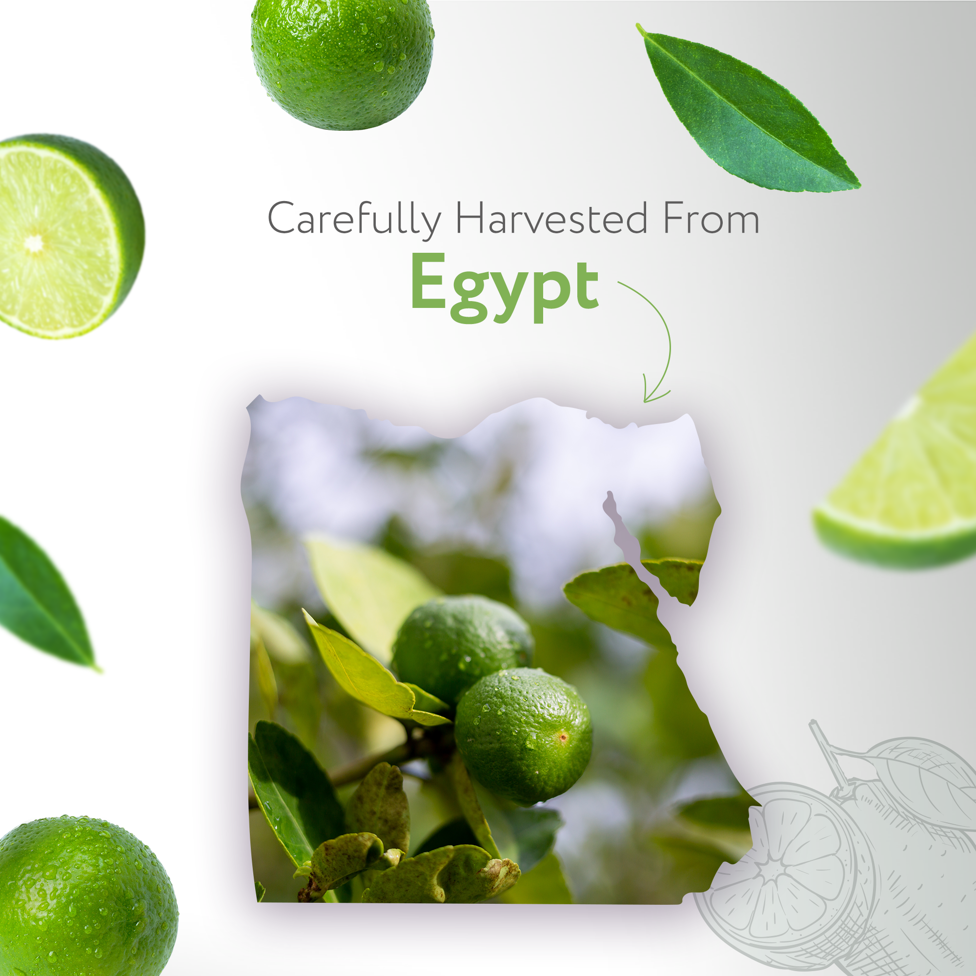 Lime Cold Pressed Essential Oil