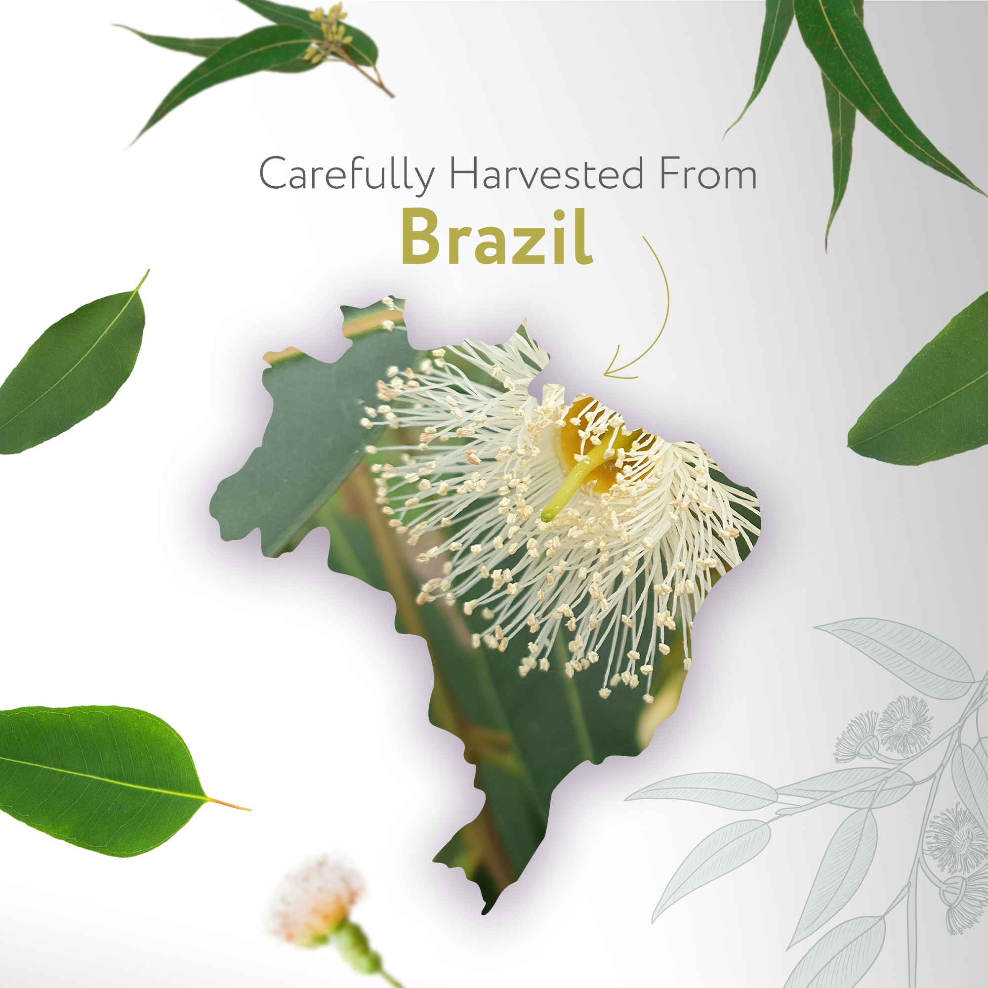 Lemon Eucalyptus Essential Oil