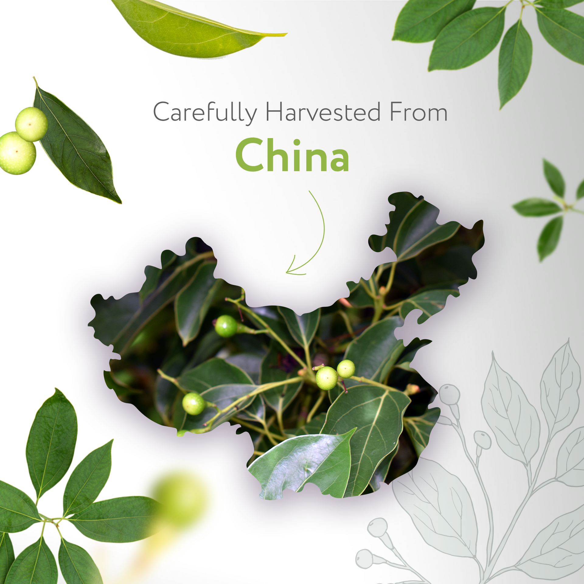 Camphor White Essential Oil