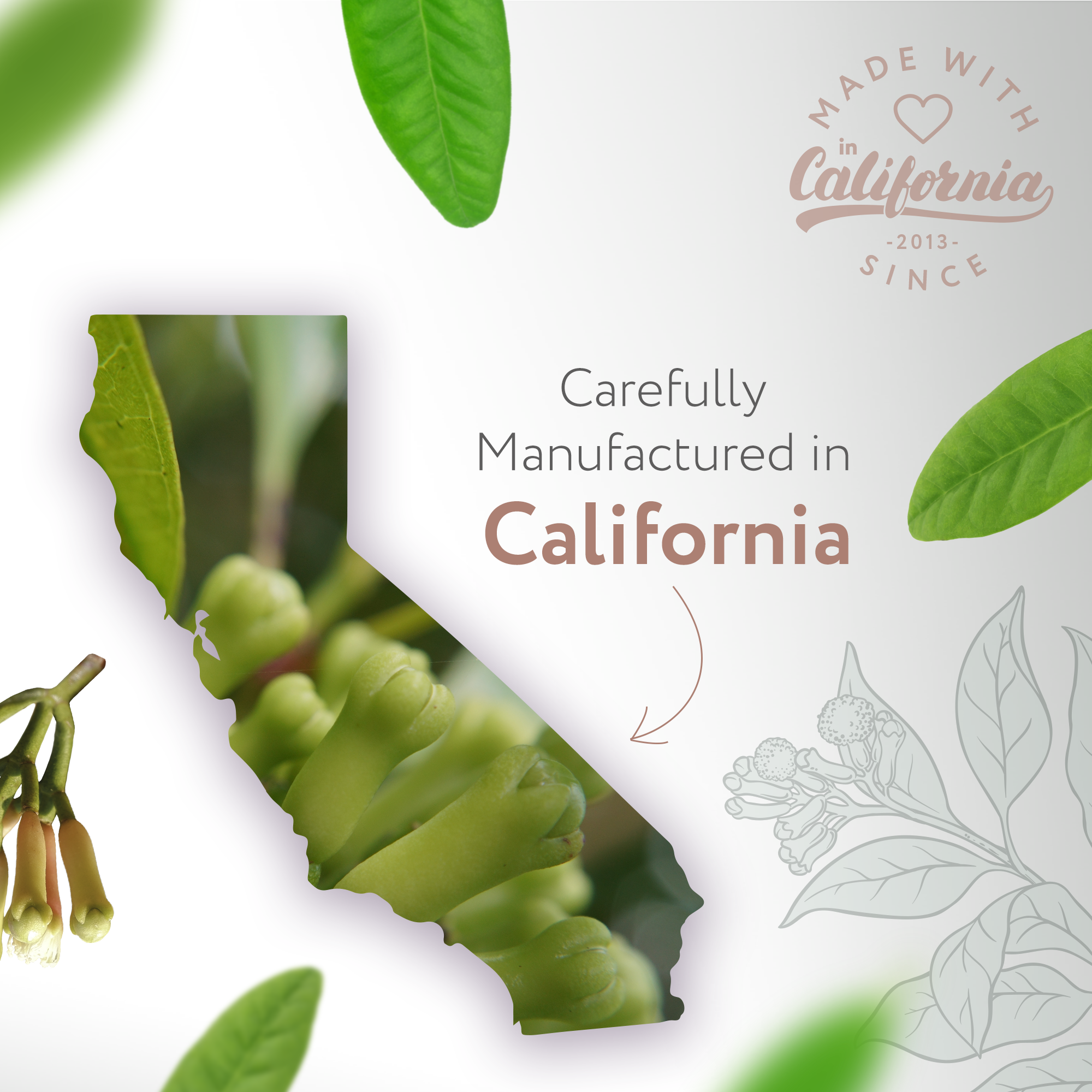 Clove Bud Natural Fragrance