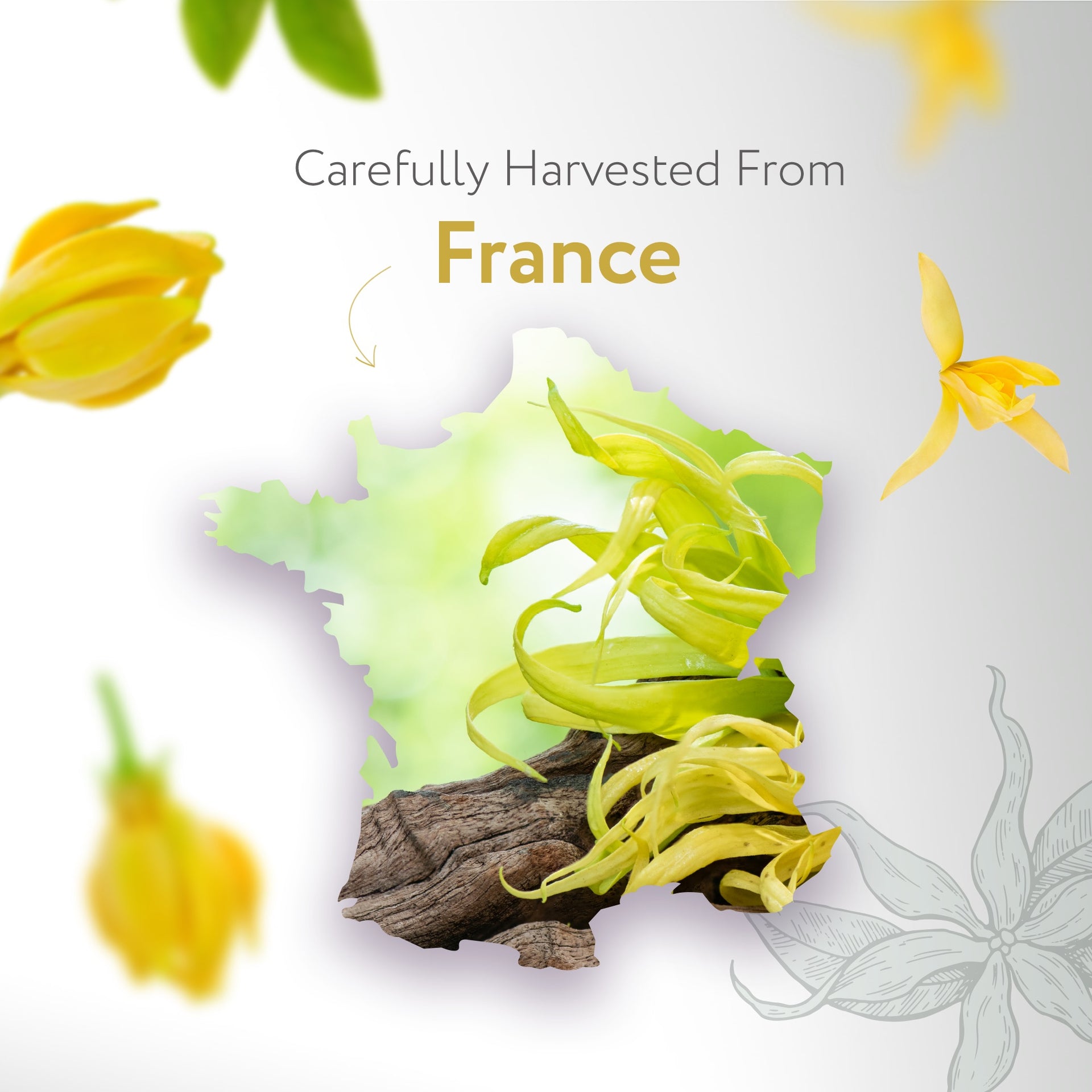 Ylang Ylang #3 Essential Oil