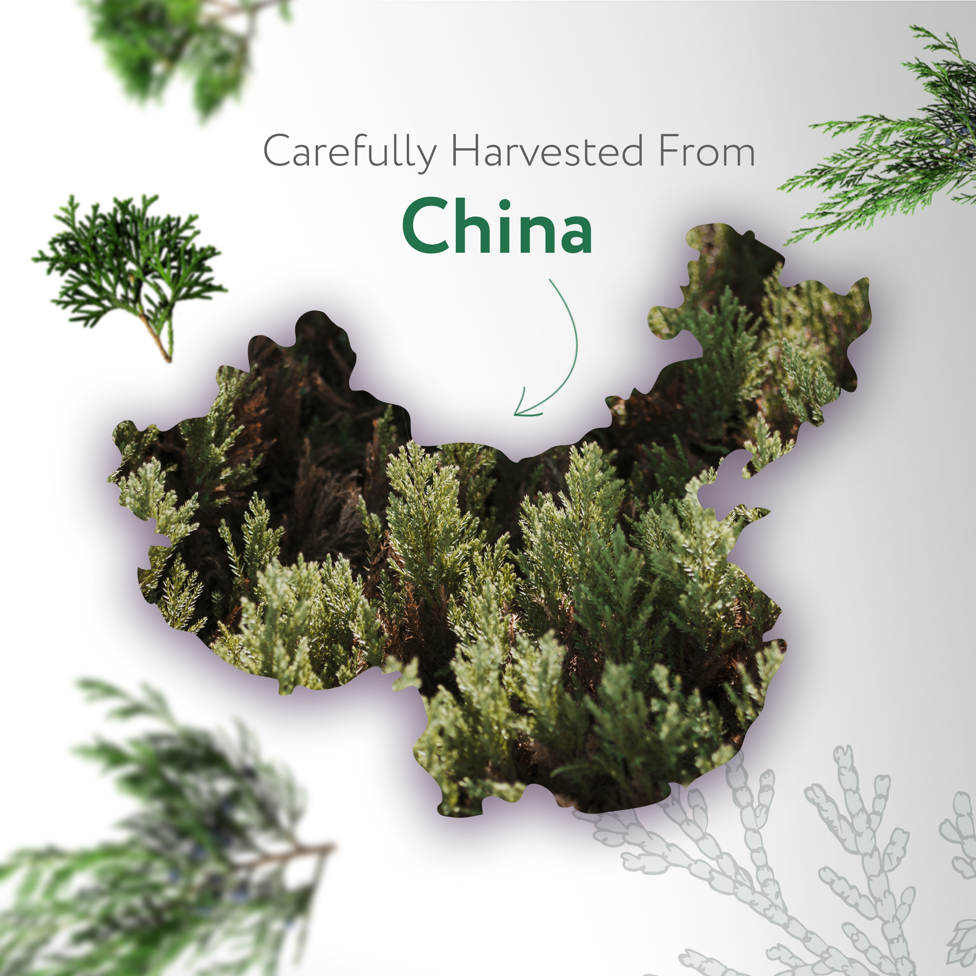 Cedarwood Essential Oil