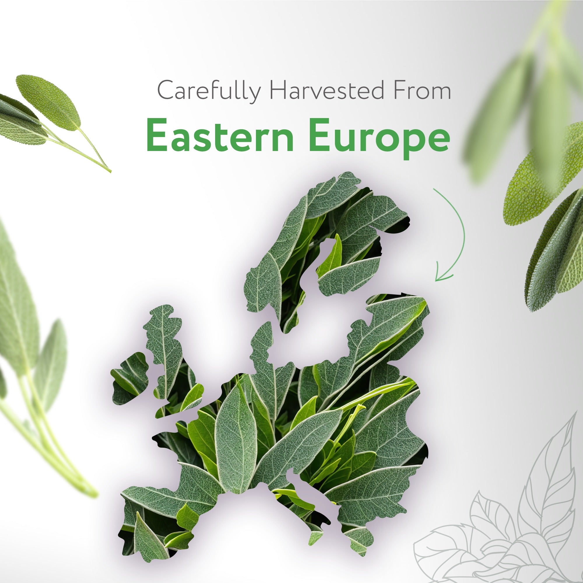 Sage Officinalis Essential Oil Organic