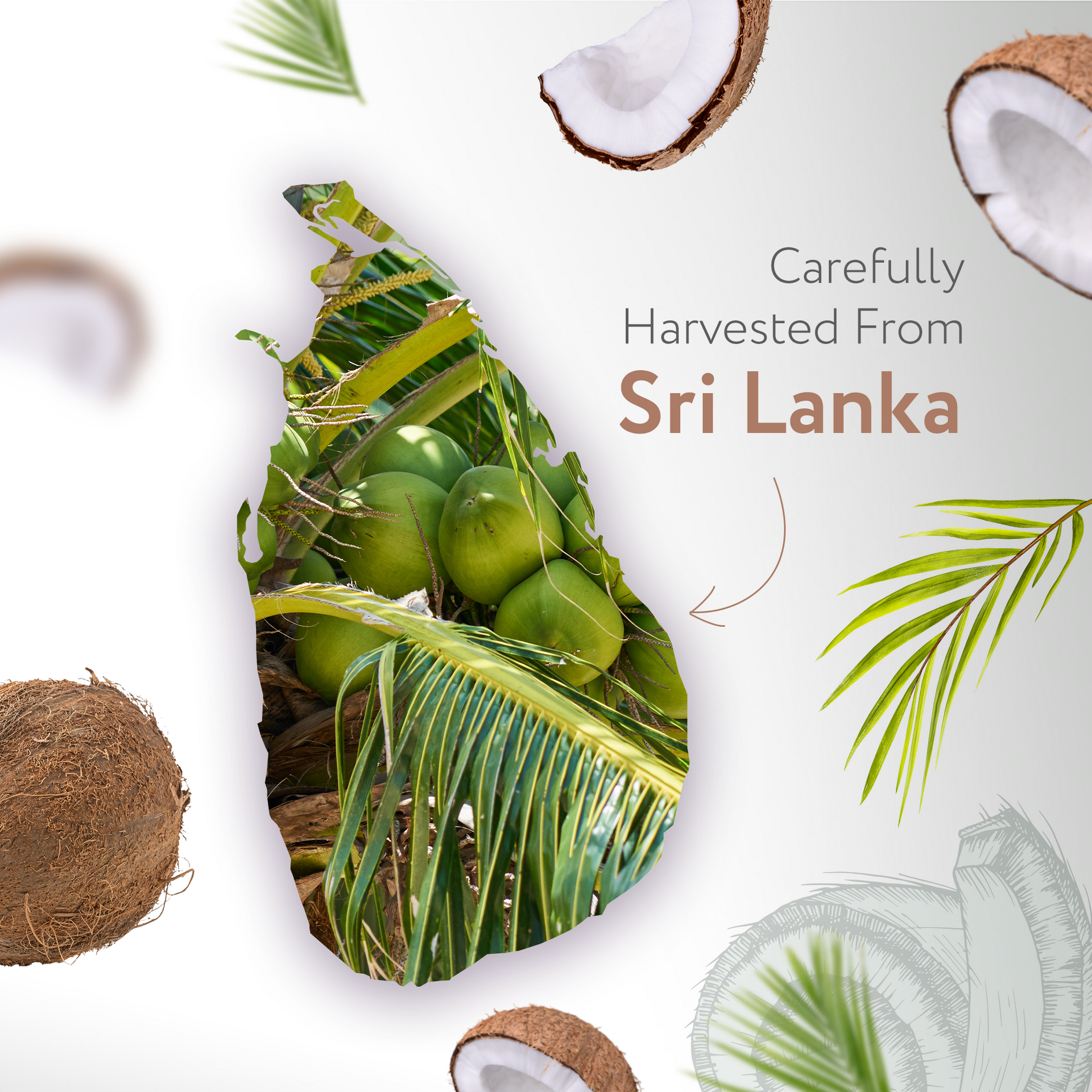 Fractionated Coconut (MCT) Carrier Oil Organic