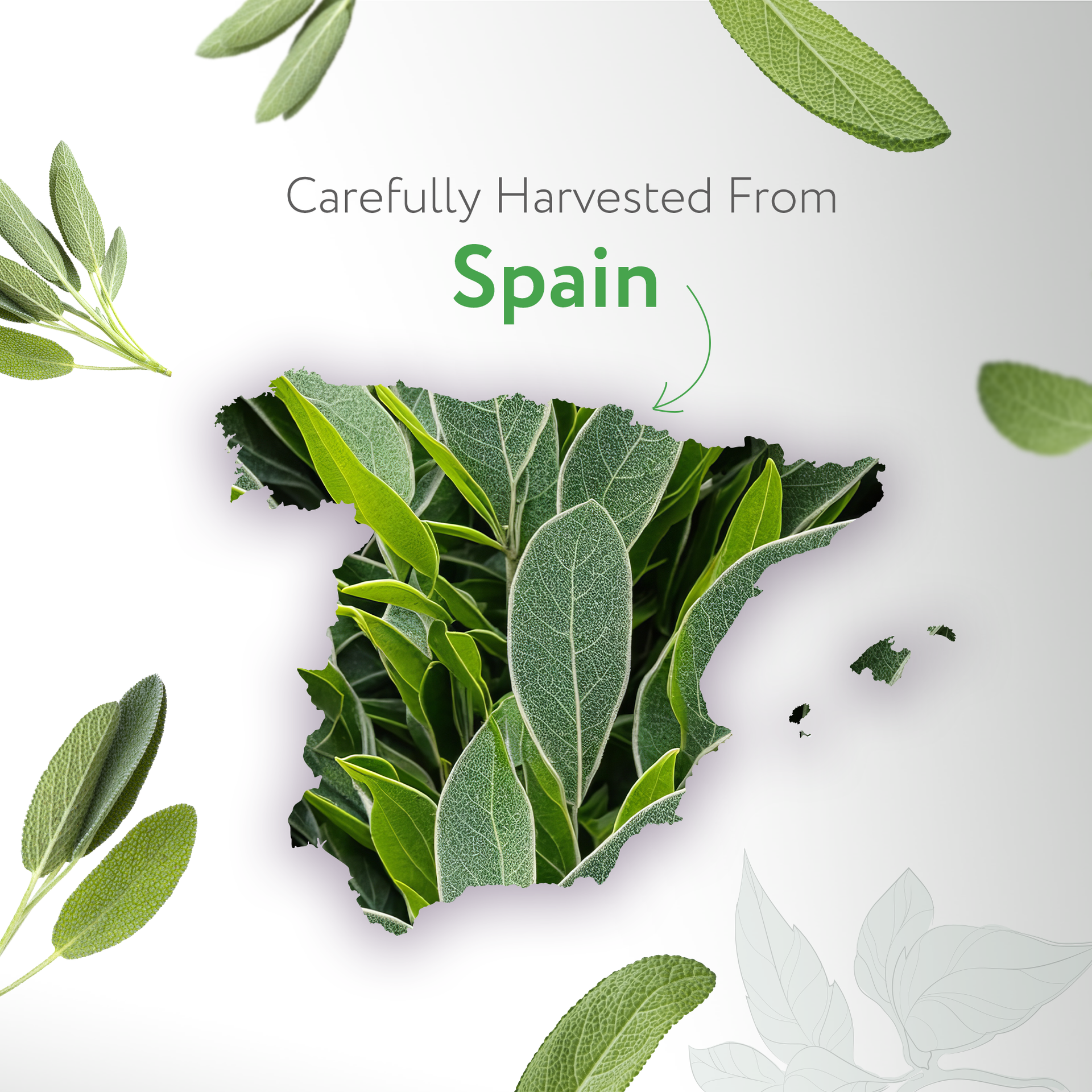 Sage Spain Essential Oil