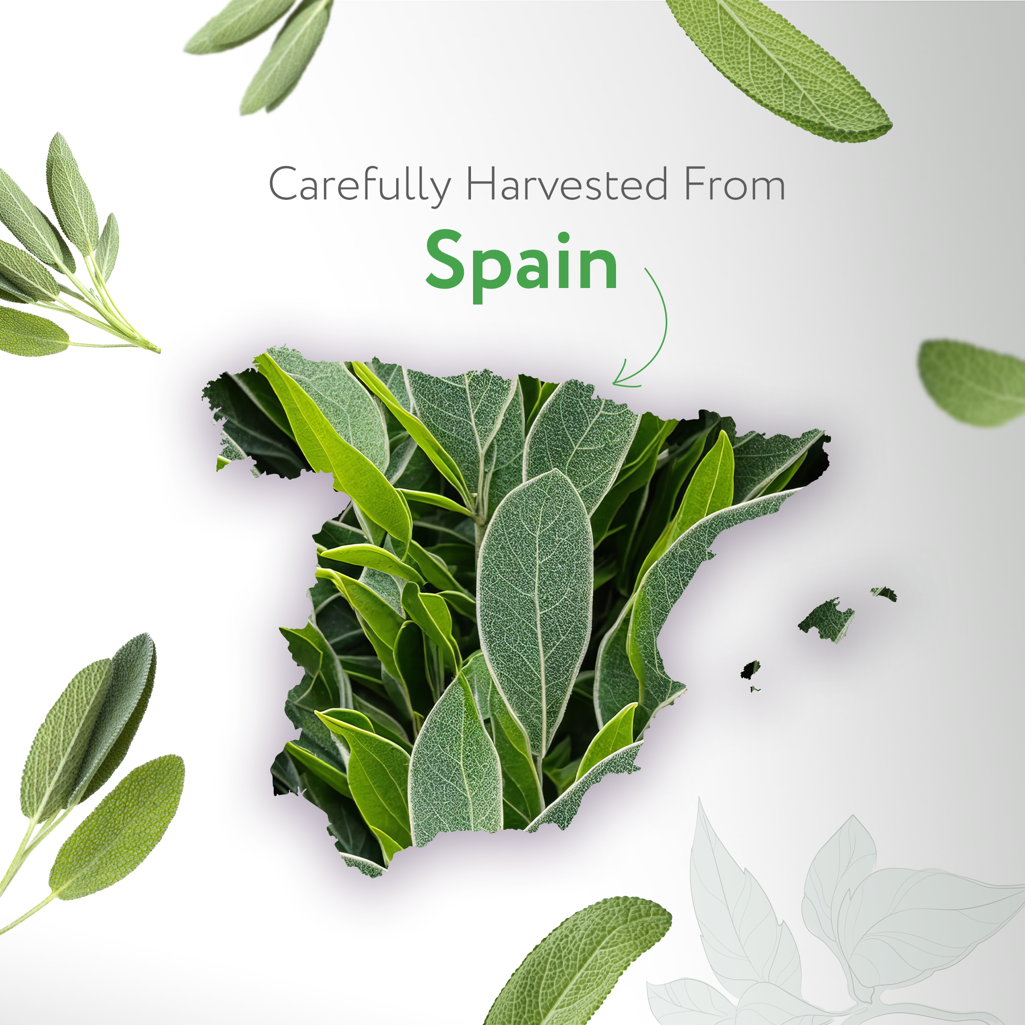Sage Spain Essential Oil