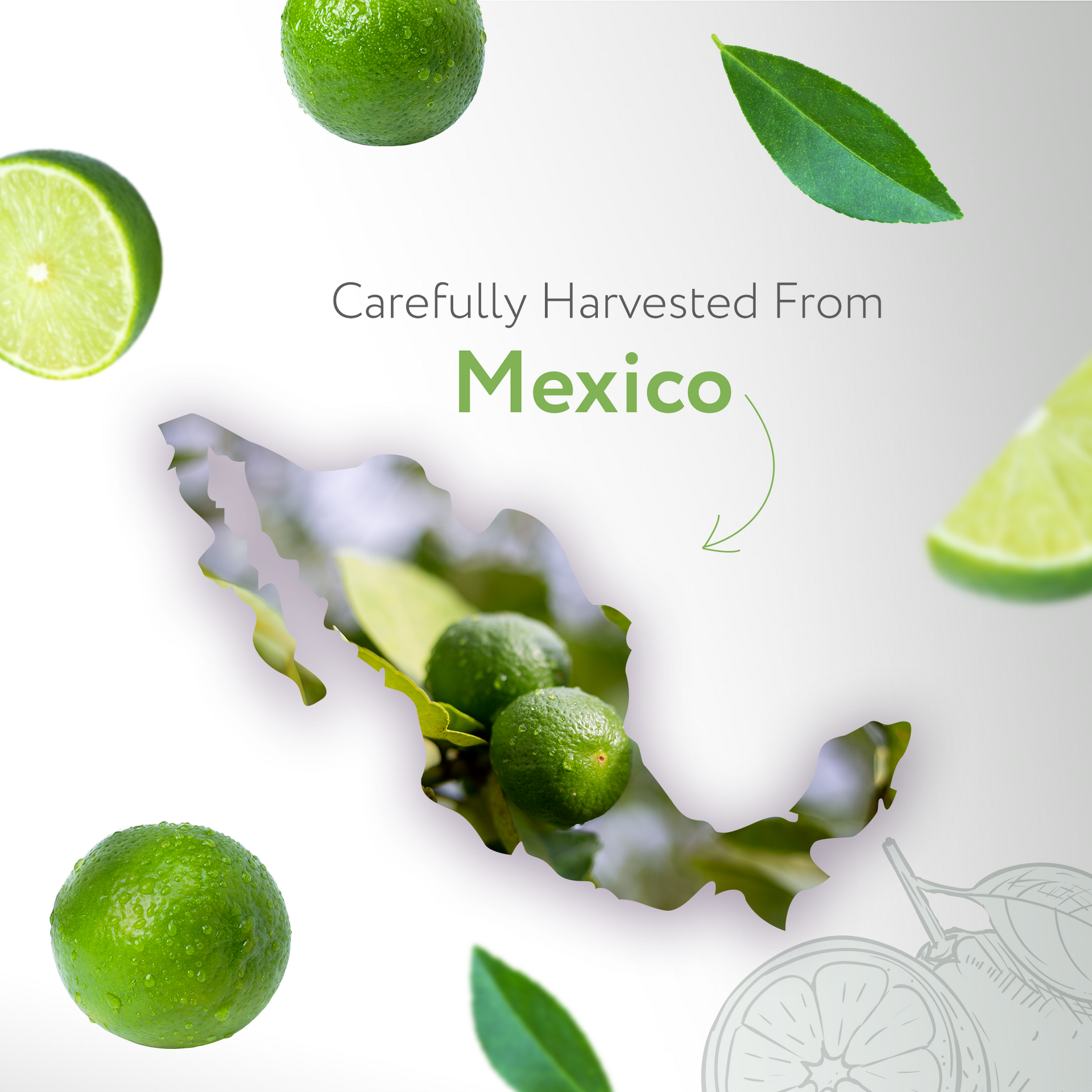 Lime Cold Pressed Essential Oil