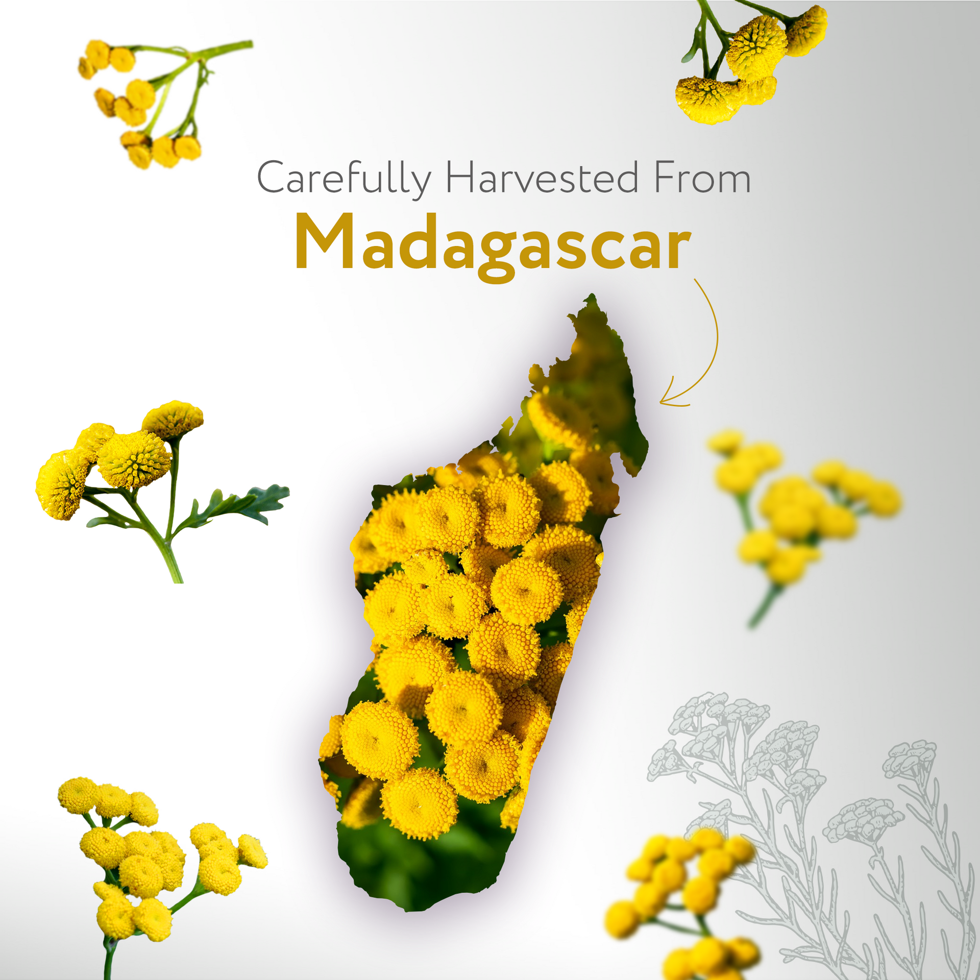 Helichrysum Gymnocephalum Essential Oil Organic