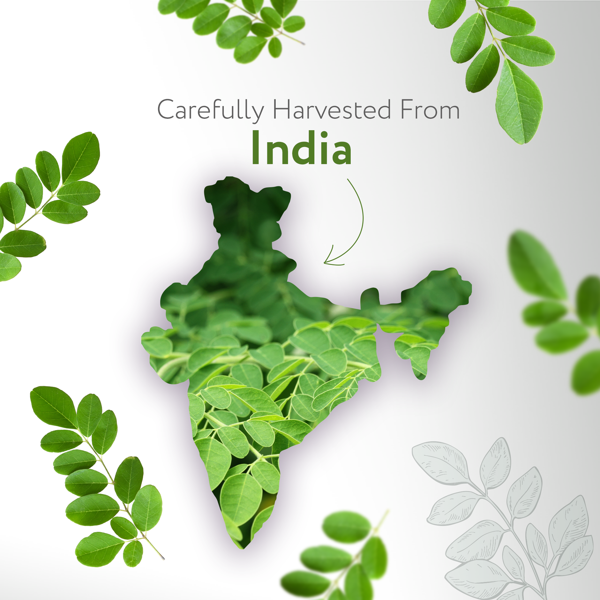 Moringa Seed India Carrier Oil Organic