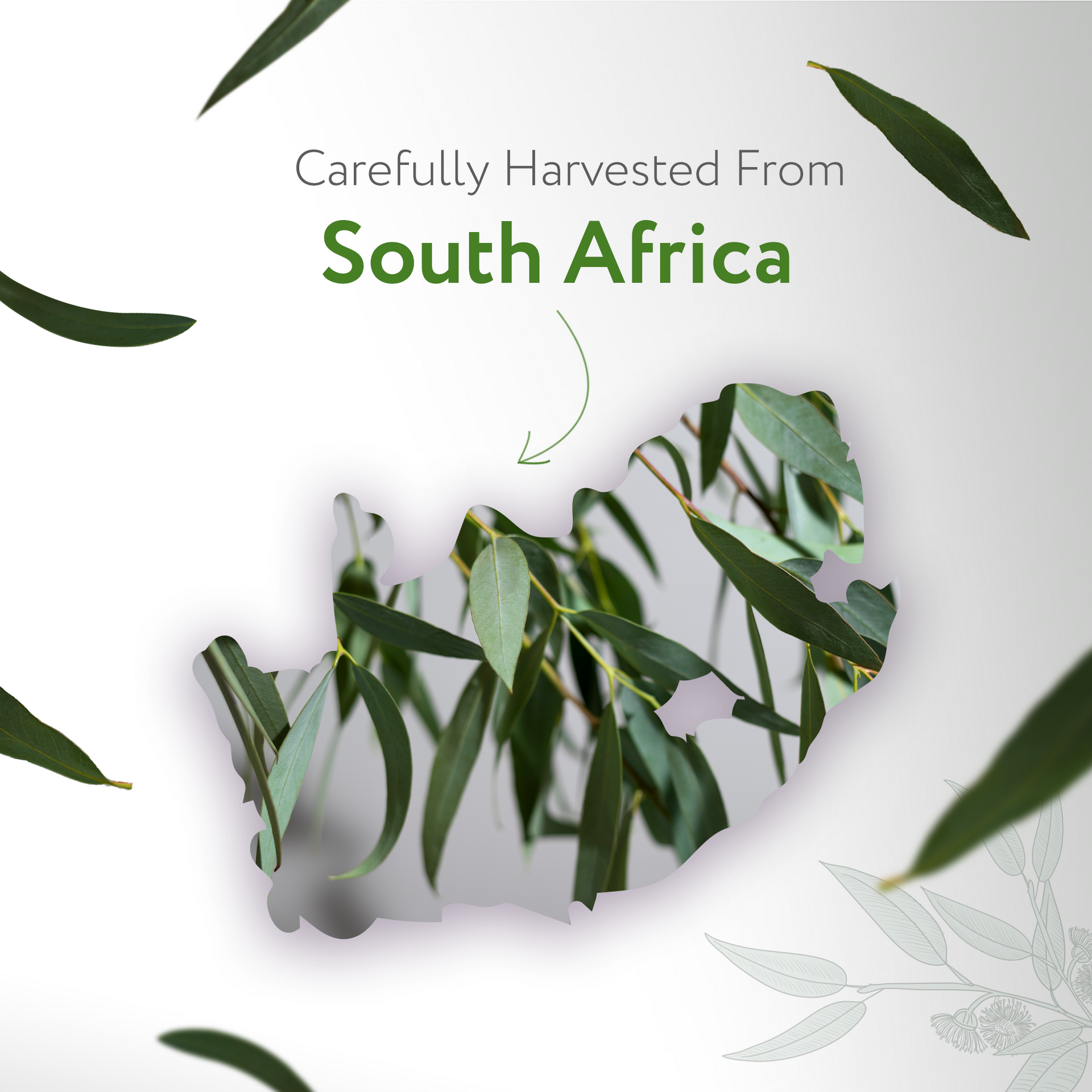 Eucalyptus Radiata Essential Oil Organic