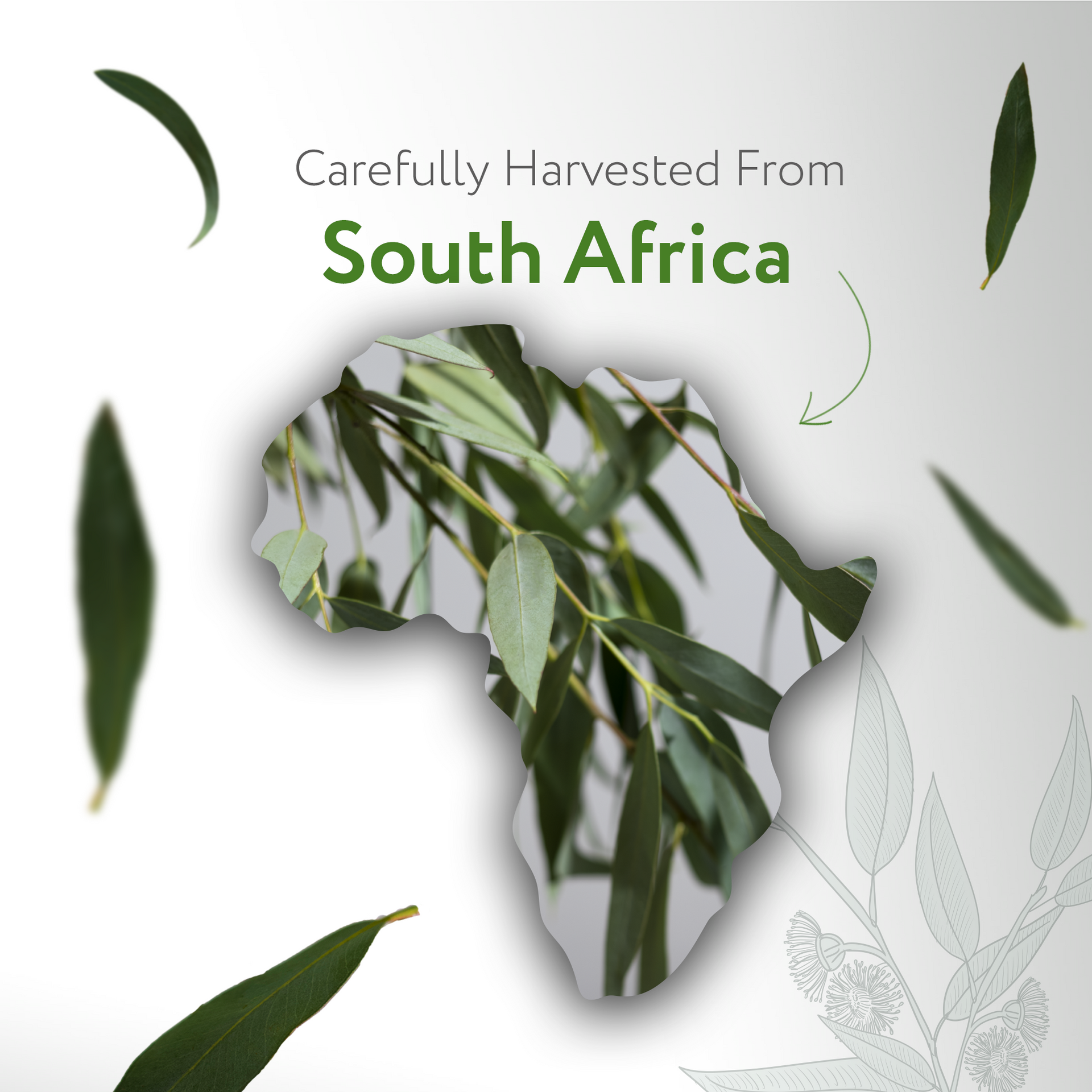 Eucalyptus Radiata Essential Oil Organic