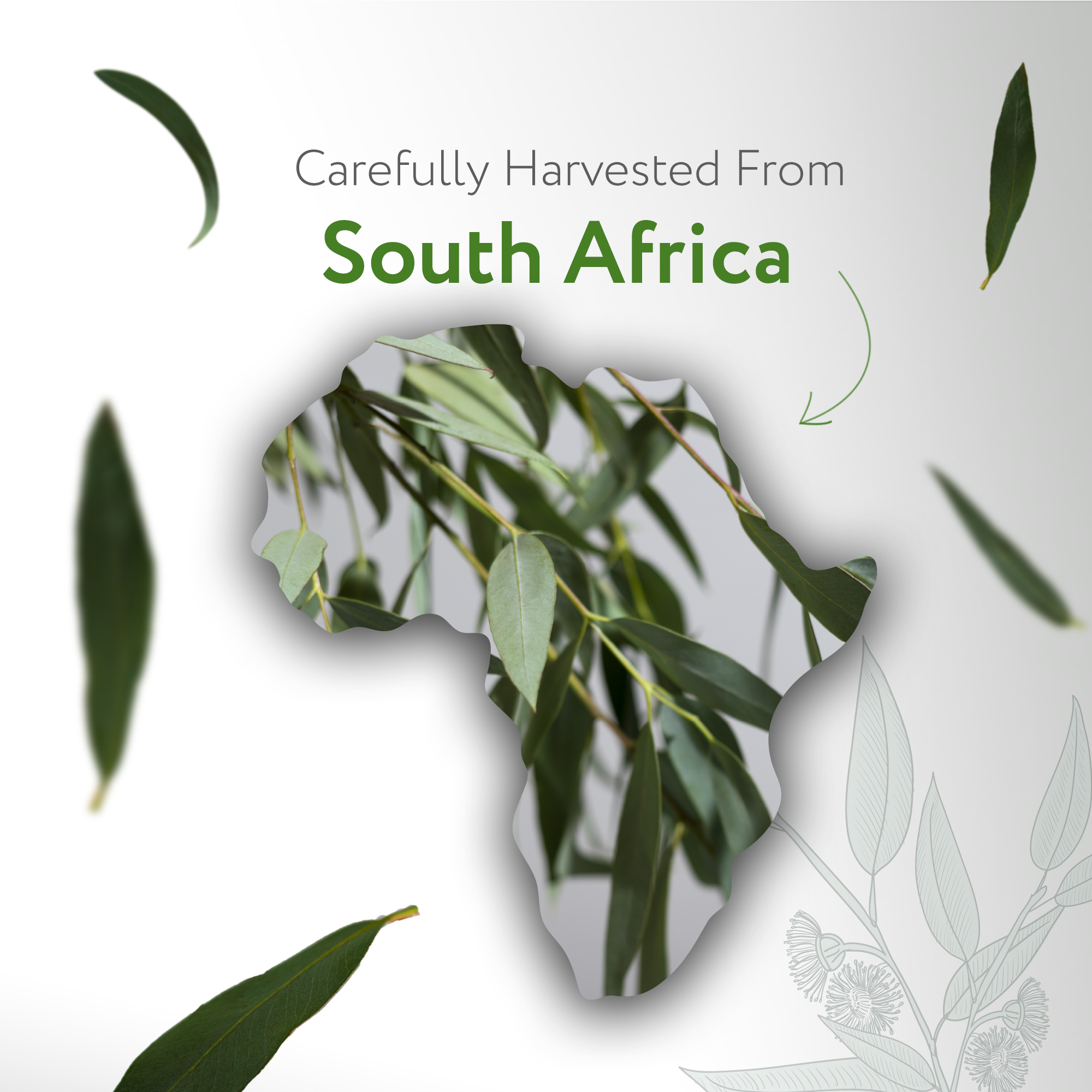 Eucalyptus Radiata Essential Oil Organic