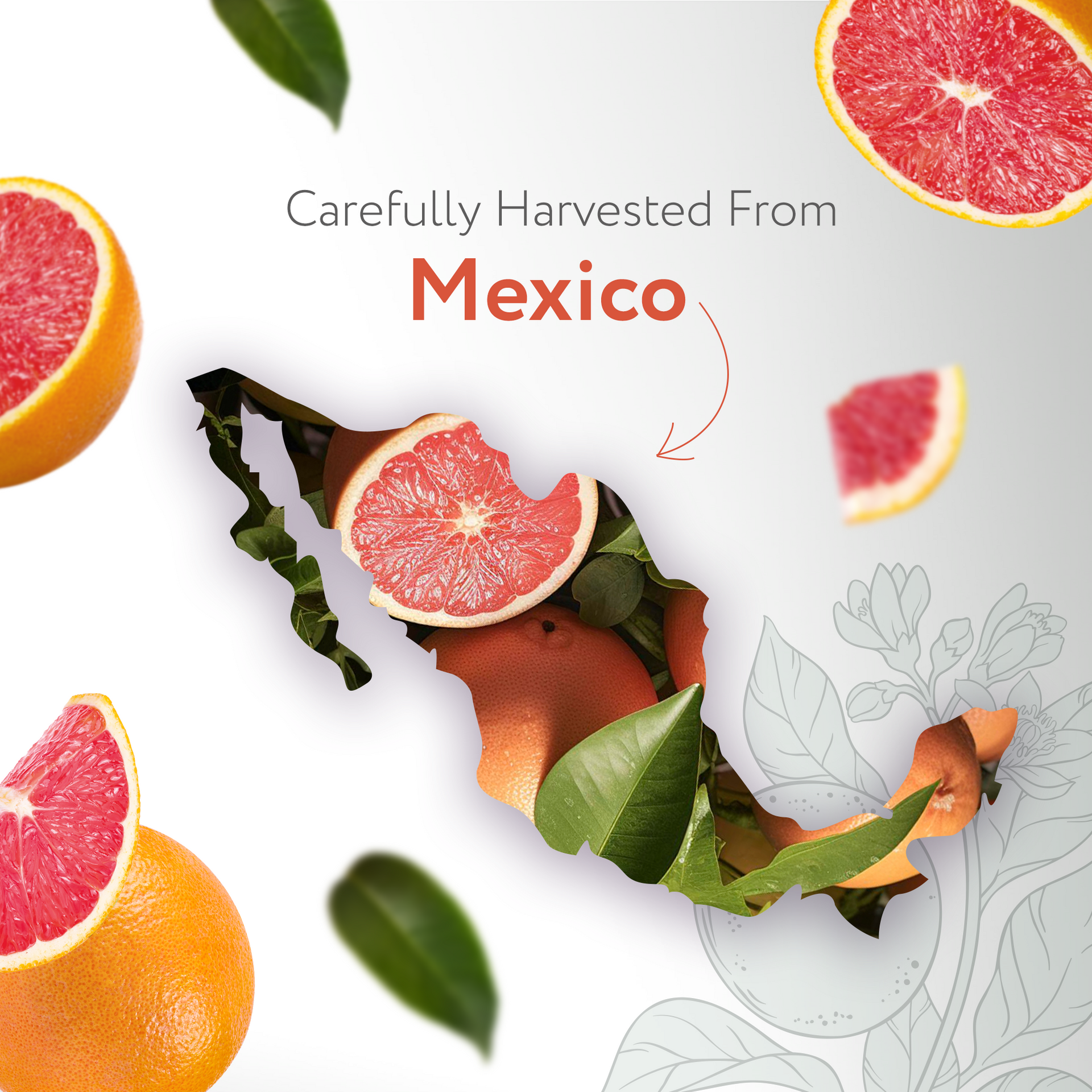 Grapefruit Pink Essential Oil Organic