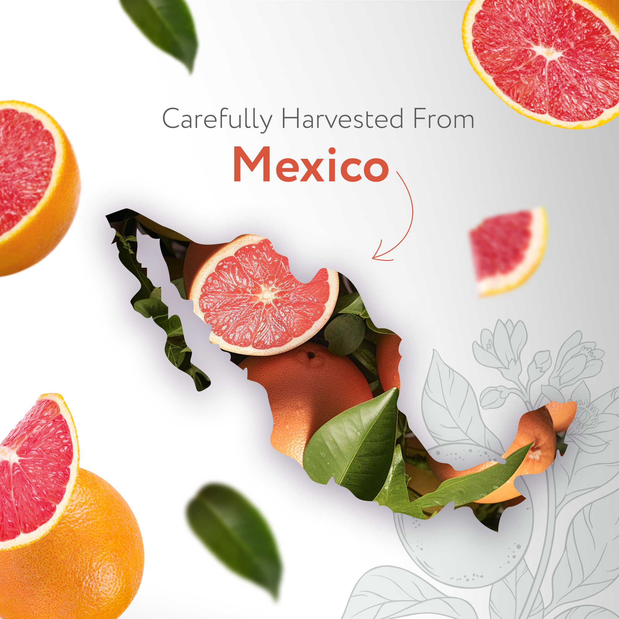 Grapefruit Pink Essential Oil Organic