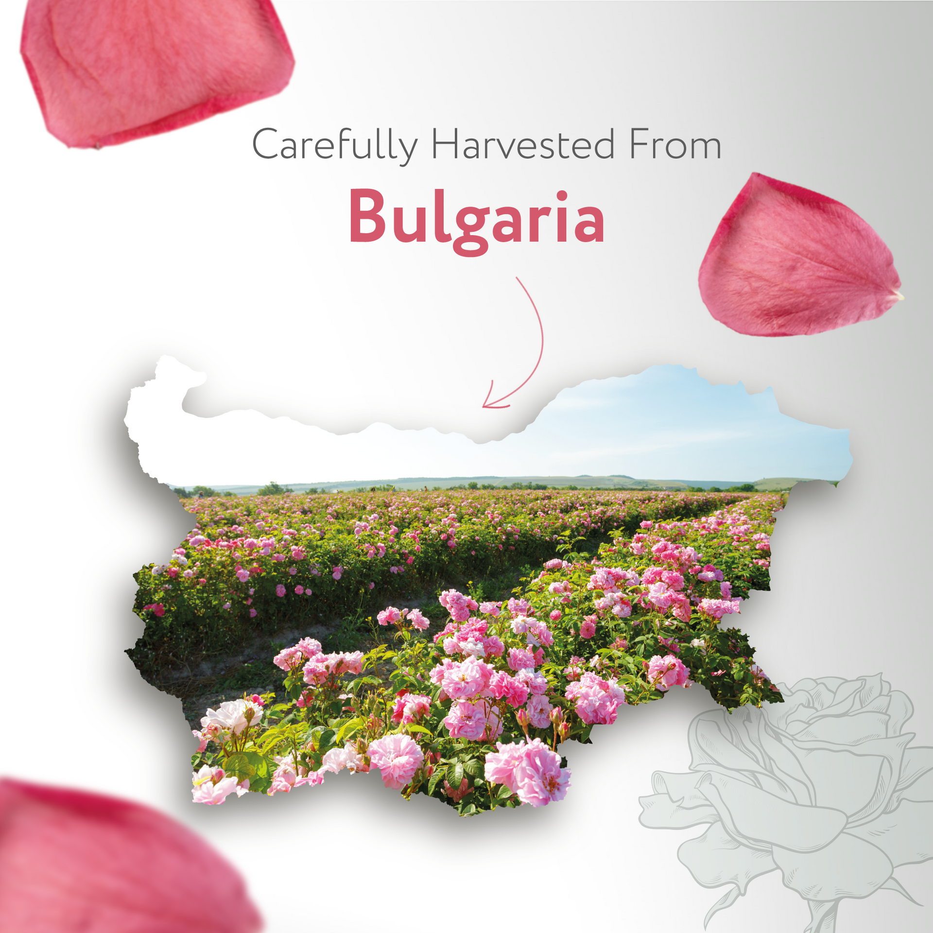 Rose Floral Water Organic