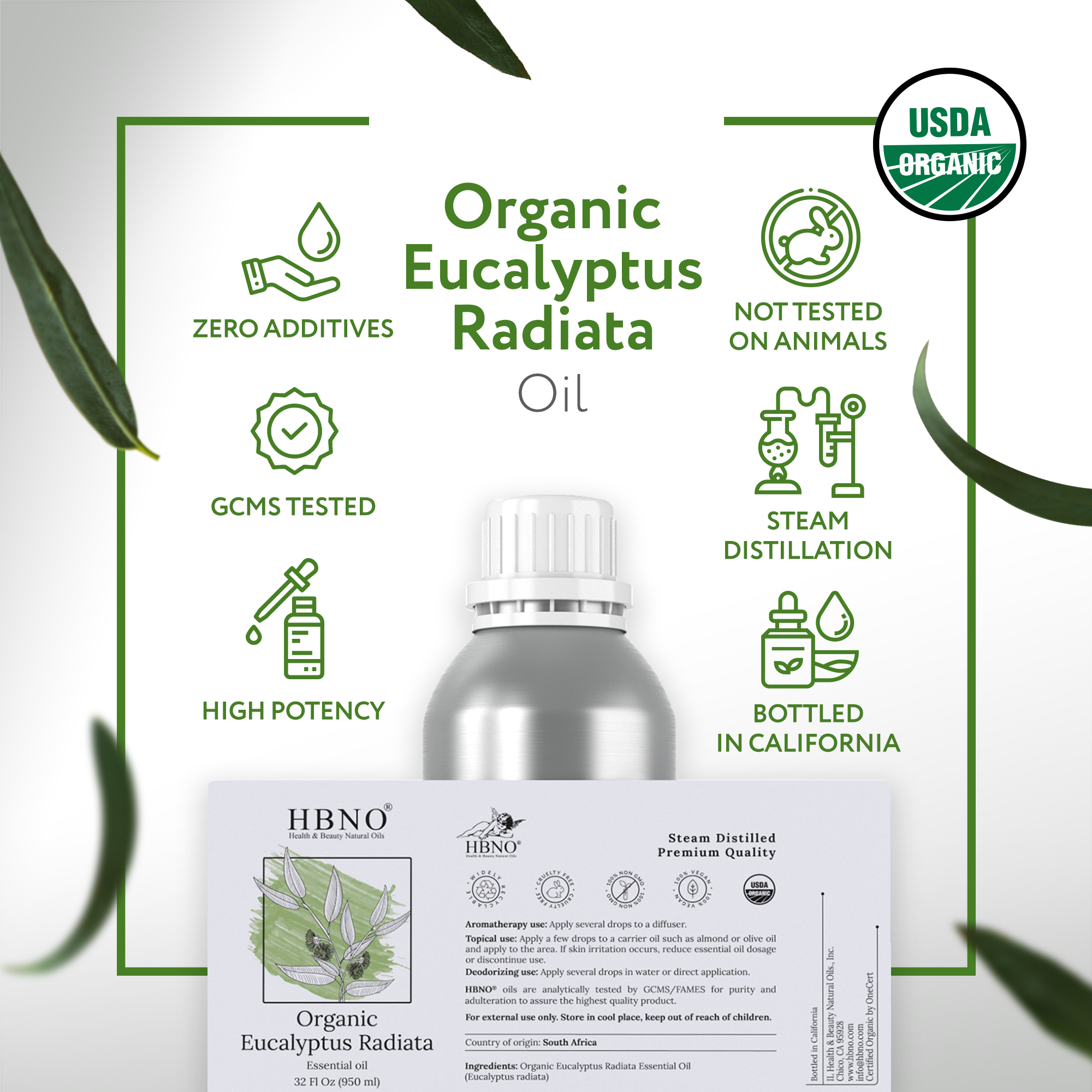 Eucalyptus Radiata Essential Oil Organic