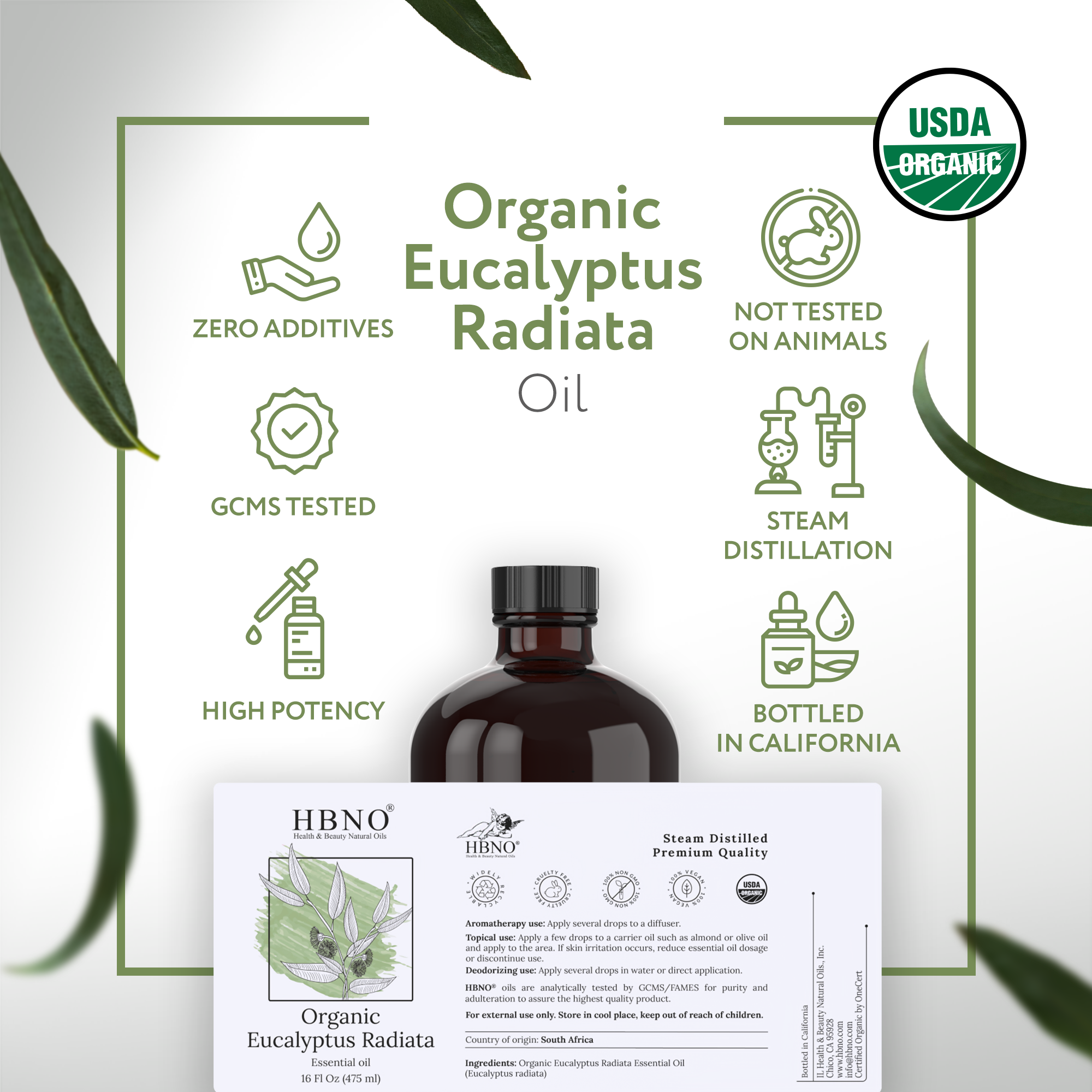 Eucalyptus Radiata Essential Oil Organic