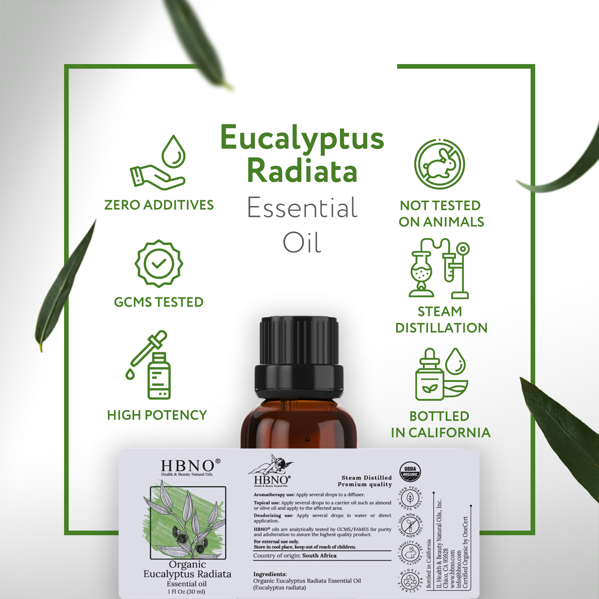 Eucalyptus Radiata Essential Oil Organic