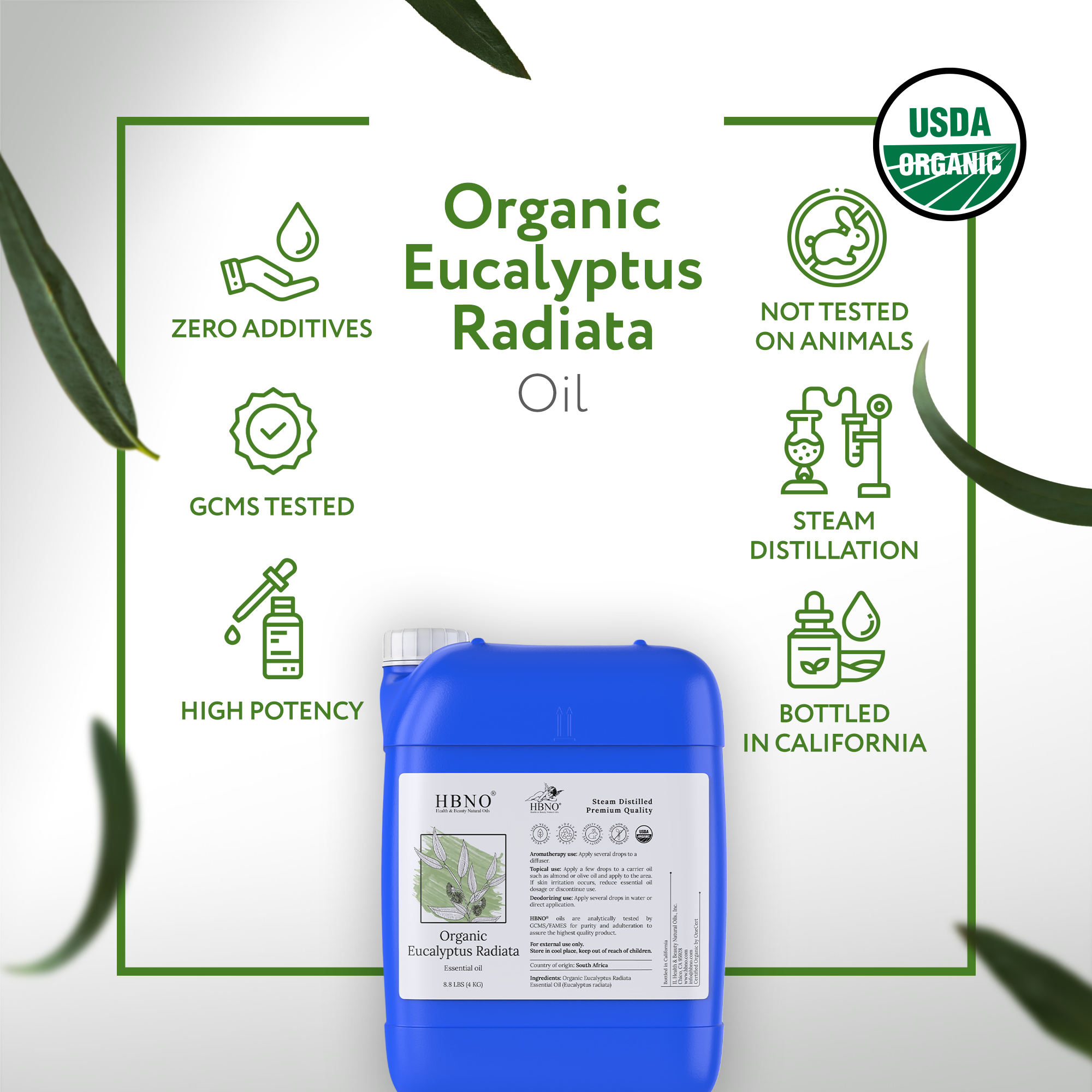 Eucalyptus Radiata Essential Oil Organic
