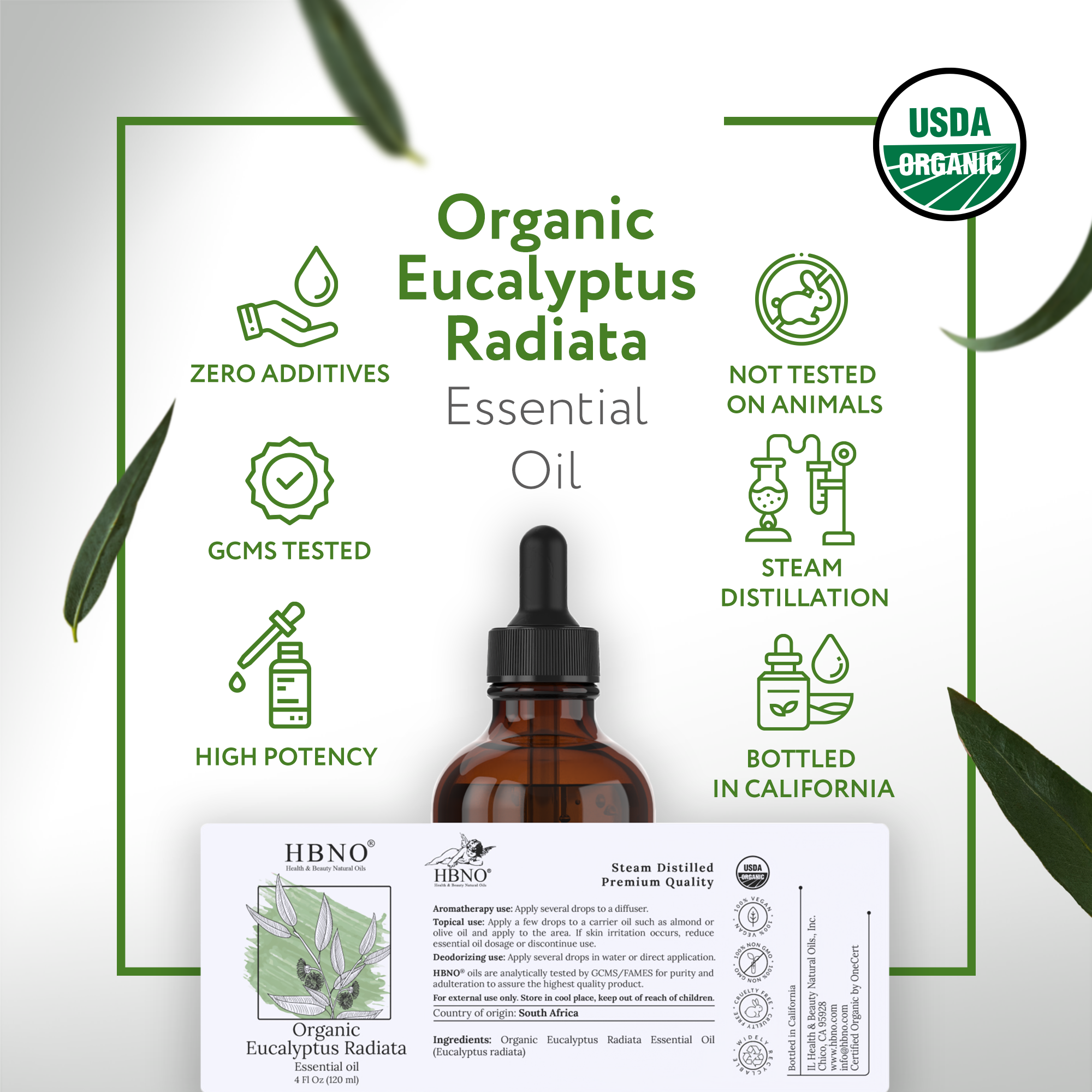 Eucalyptus Radiata Essential Oil Organic