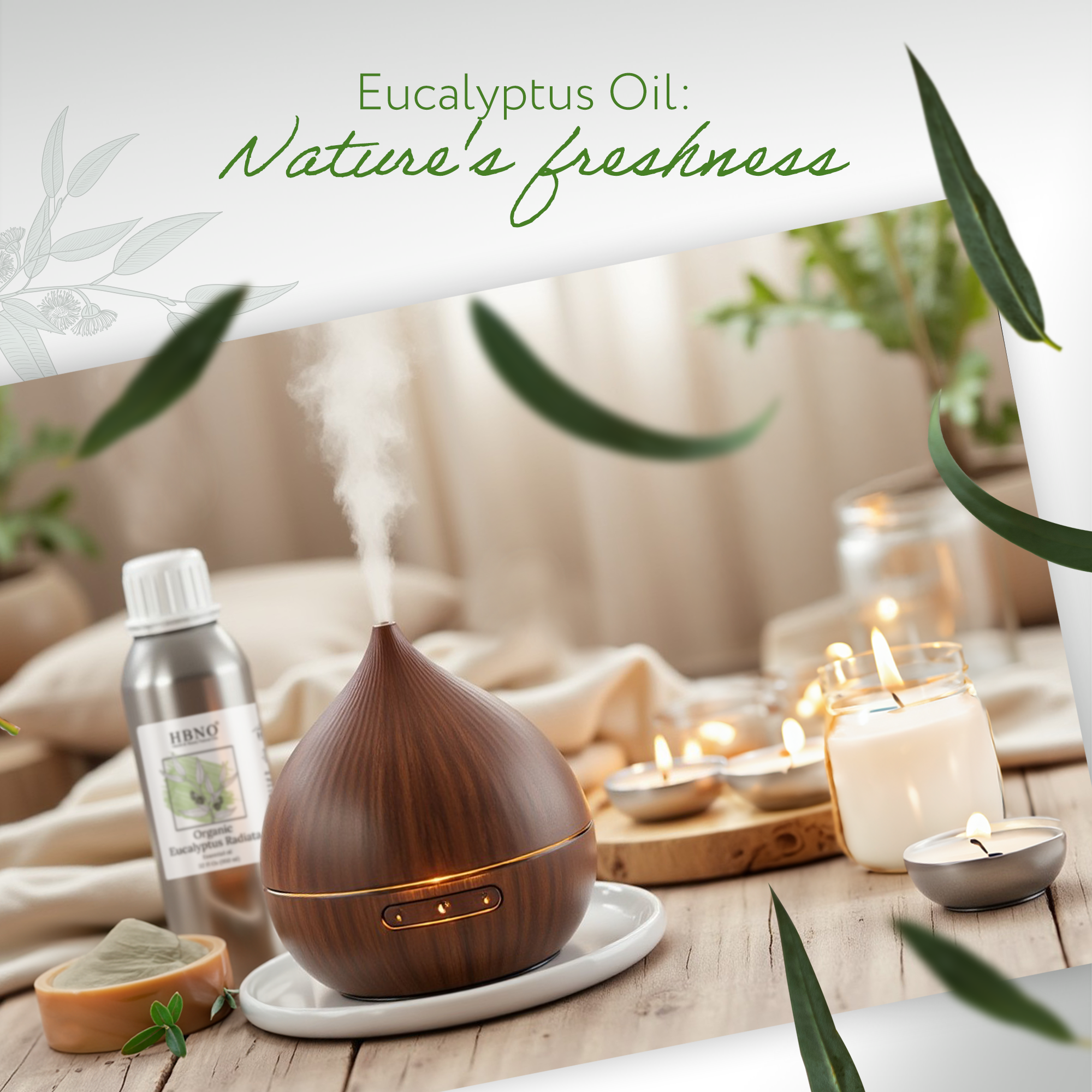 Eucalyptus Radiata Essential Oil Organic