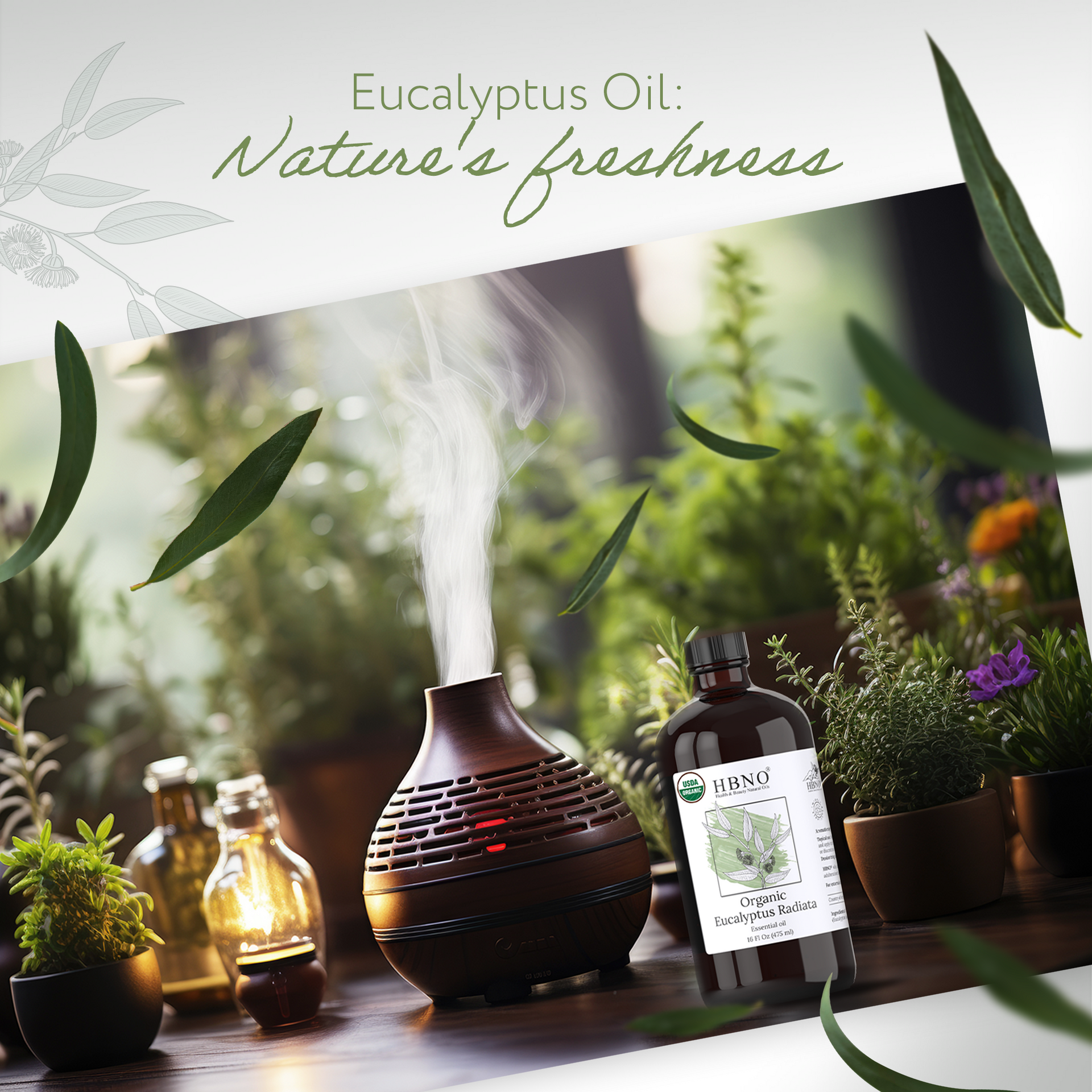 Eucalyptus Radiata Essential Oil Organic