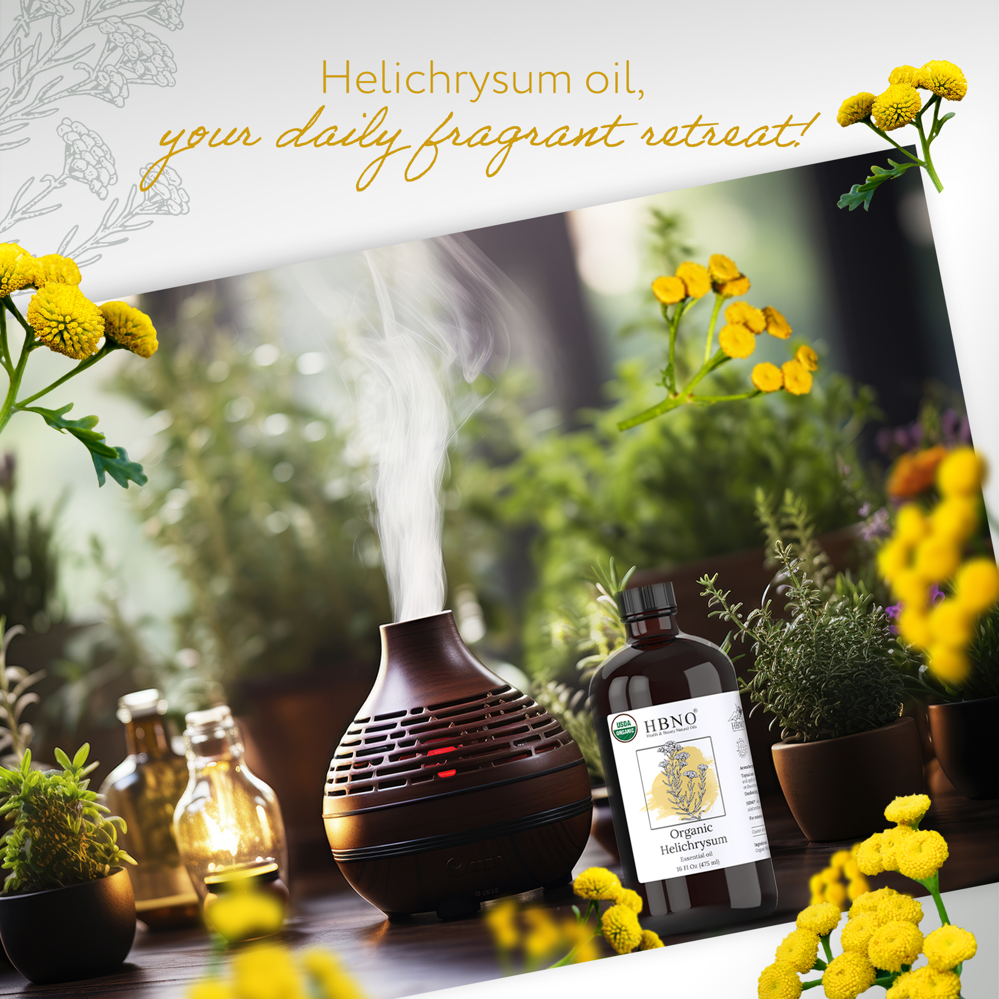 Helichrysum Gymnocephalum Essential Oil Organic