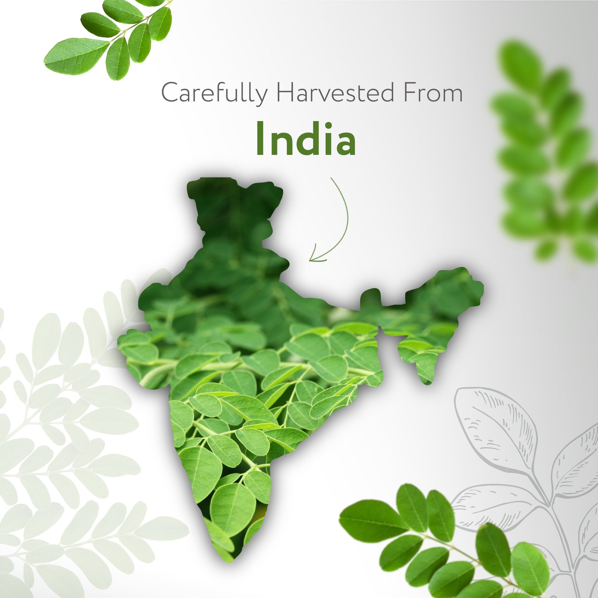 Moringa Seed India Carrier Oil Organic